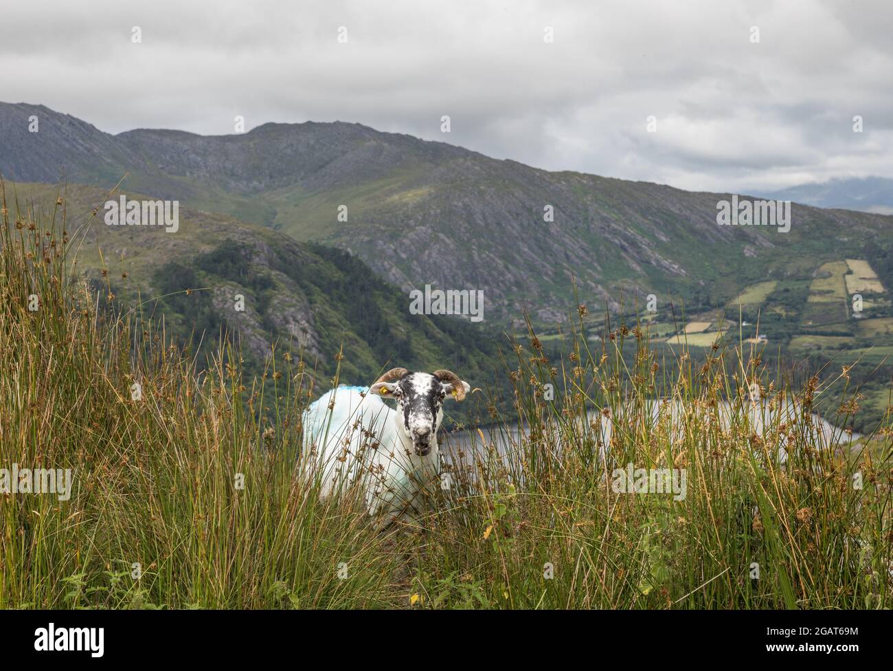 Healy Pass, Cork, Irlanda. 31 luglio 2021. Passeggiata delle pecore sulla catena montuosa di Caha vicino al Passo Healy a West Cork, Irlanda. - immagine; credito: David Creedon / Alamy Live News Foto Stock