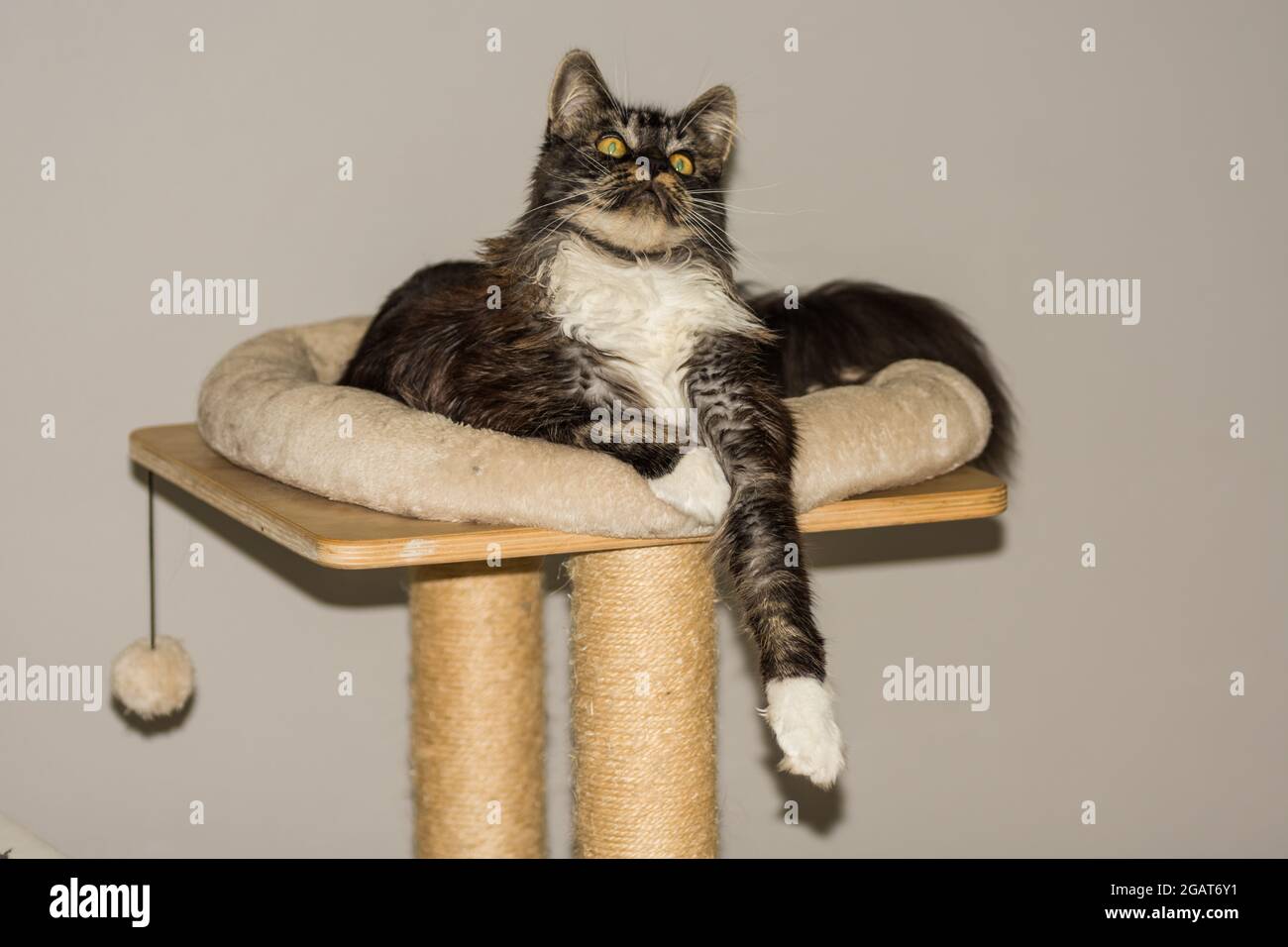 bianco e nero soffice maine coon gatto letto con una zampa in giù e guarda in su con sfondo grigio Foto Stock