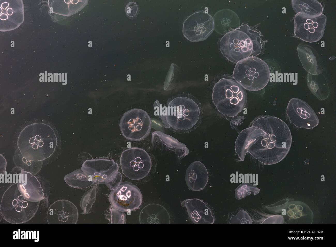 Gruppo di meduse comuni (Aurelia aurita) nel Mar Baltico Foto Stock