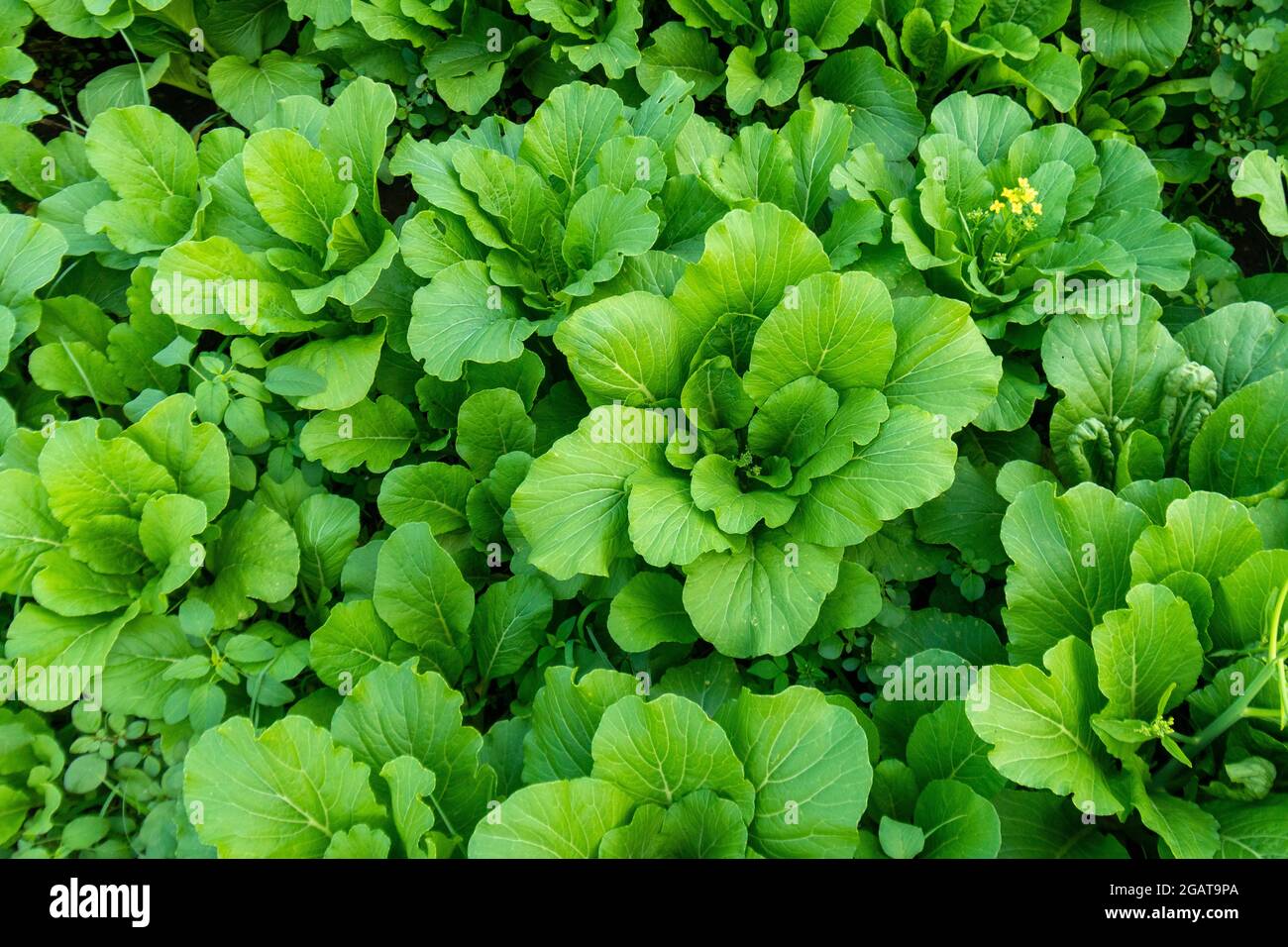 Pianta della senape Foto Stock