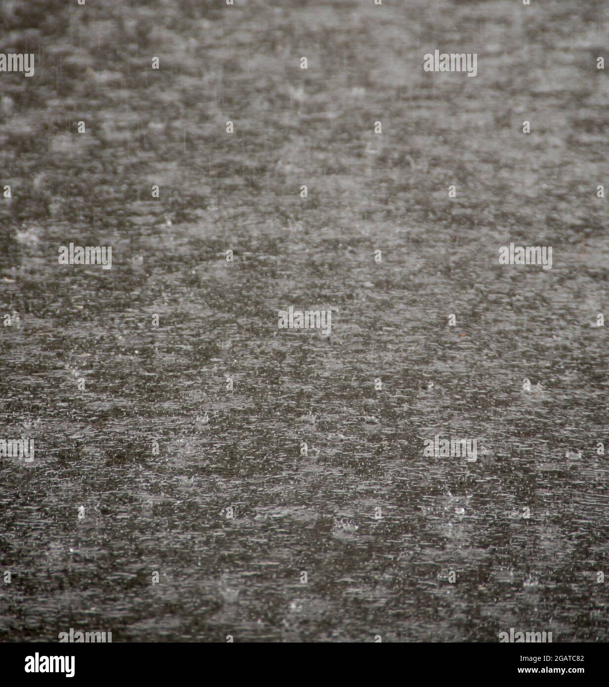 Forti precipitazioni subtropicali che si spriglono sul vialetto nero di asfalto nel giardino, Queensland, Australia. Sfondo, spazio di copia. Foto Stock