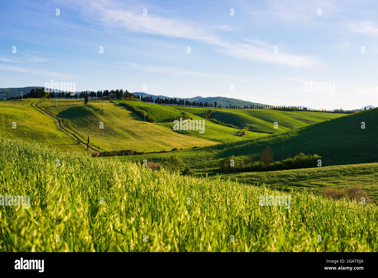 Paesaggio verde unico in Val di Volterra, Toscana, Italia. Scenografica luce del cielo e del tramonto su colline coltivate e campi di cereali. TOS Foto Stock