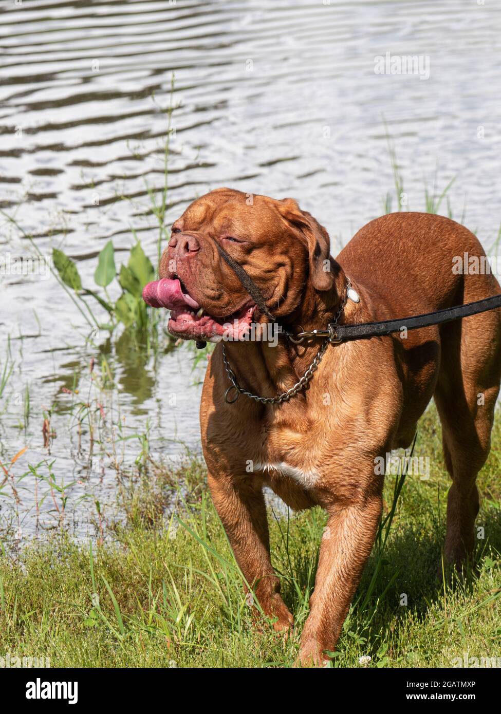 Cane grande con un leader dolce questo è un metodo per correggere il vostro cane in un modo amichevole Foto Stock