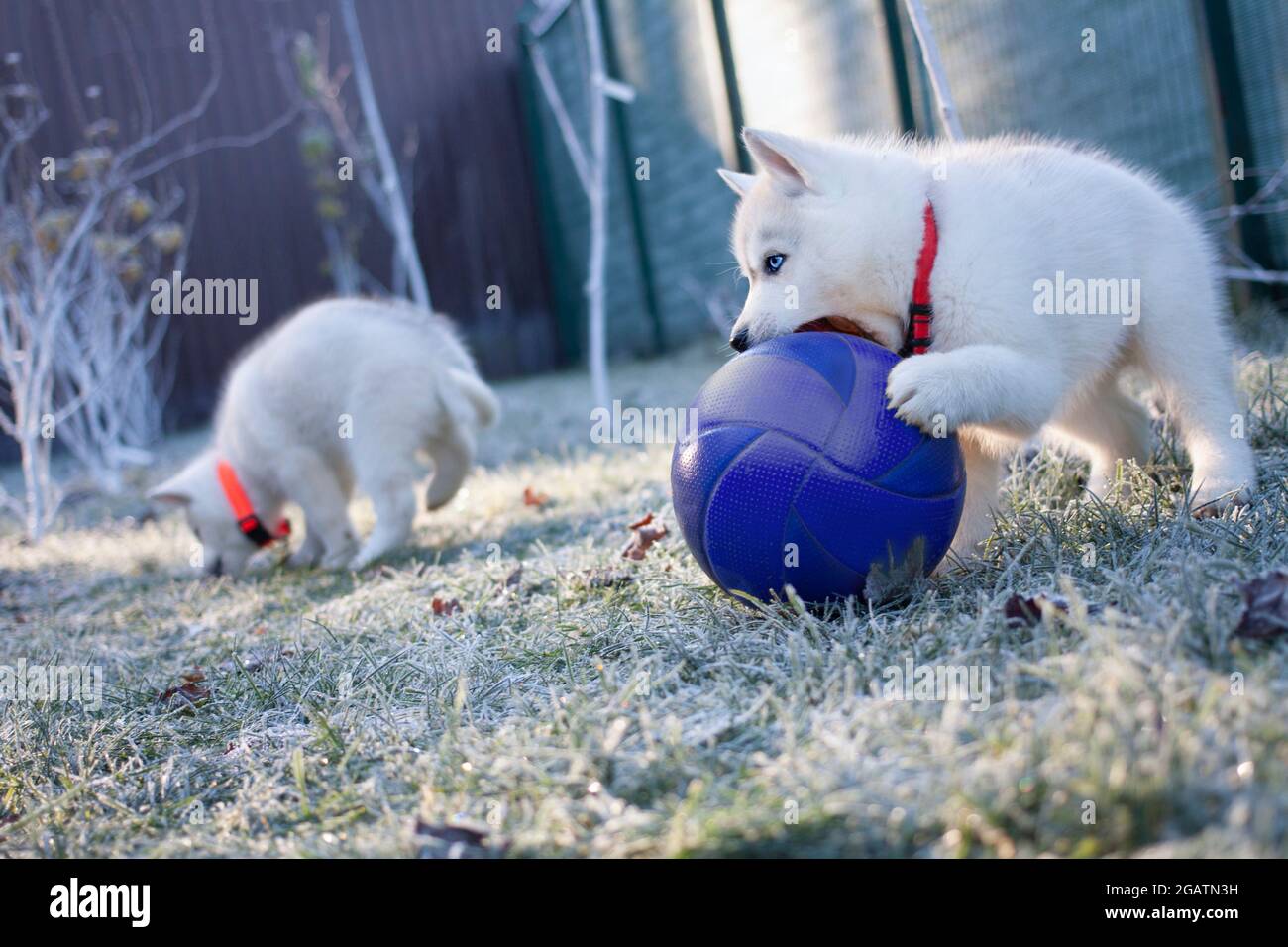 Il cucciolo bianco di Husky gioca una grande palla blu nel parco nella mattina d'inverno. Primo piano. Foto Stock
