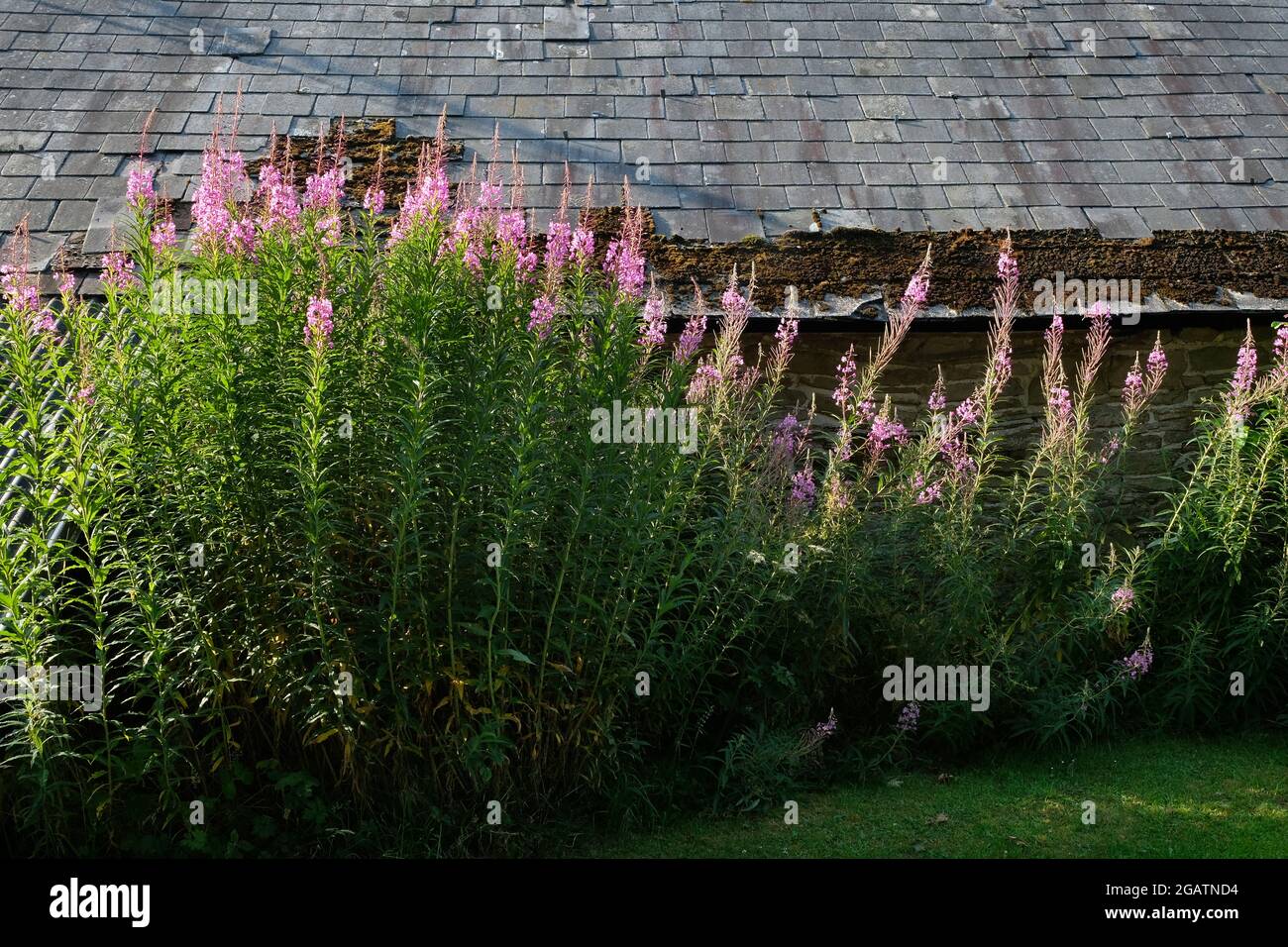 Le erbacce Rosebay Willowwib, anche chiamato Fireweed - Chamaenerion angustifolium - che crescono sotto un tetto di ardesia in Herefordshire, Inghilterra, Regno Unito Foto Stock