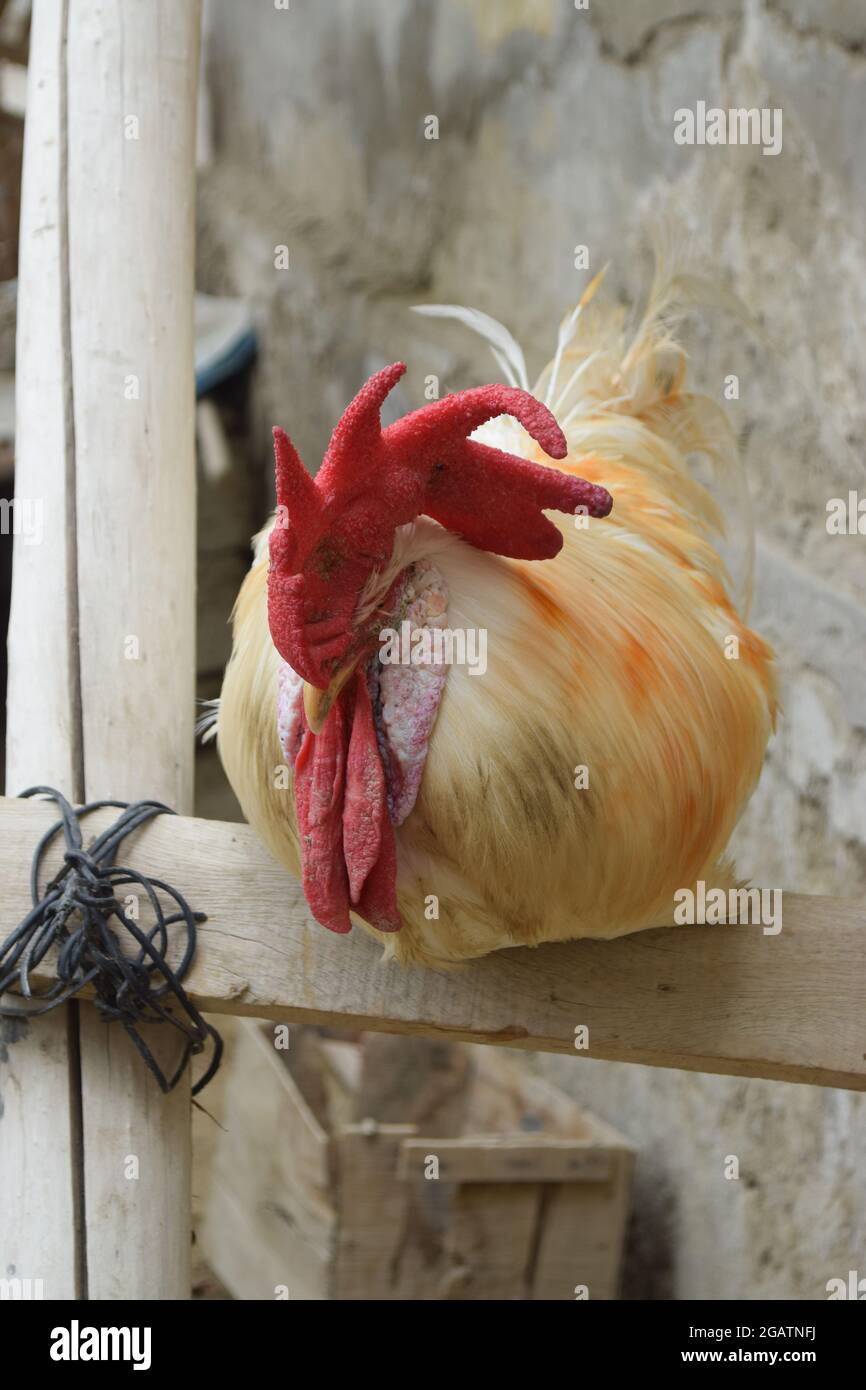 vecchio grande gallo rosso testa su legno, bianco cuoca animale domestico  animale domestico, pollo maschio ritratto allevamento bestiame baluchistan  sfondo carta da parati Foto stock - Alamy