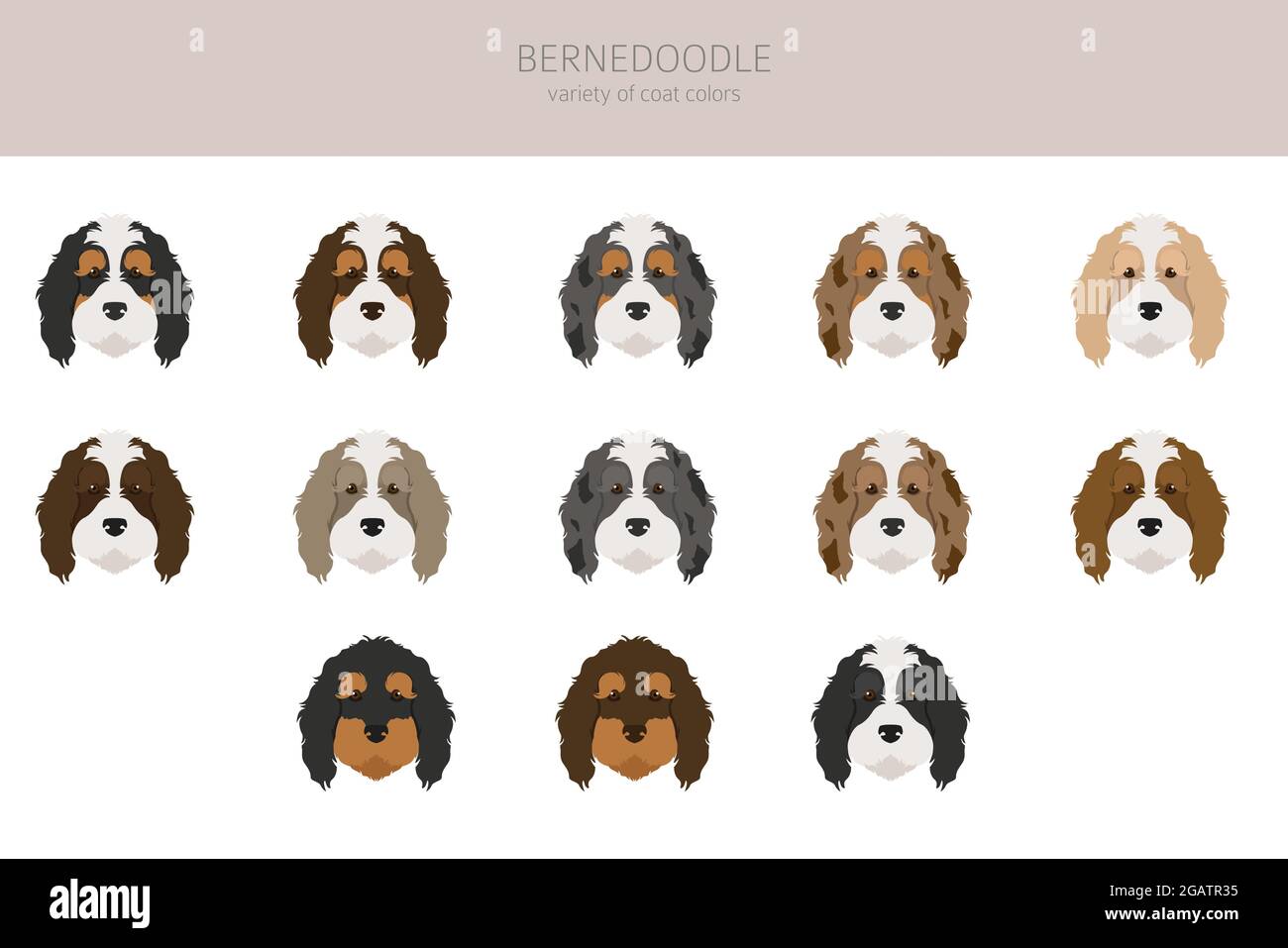 Bernedoodle mix di razza clipart. Diversi colori del cappotto e set di pose. Illustrazione vettoriale Illustrazione Vettoriale