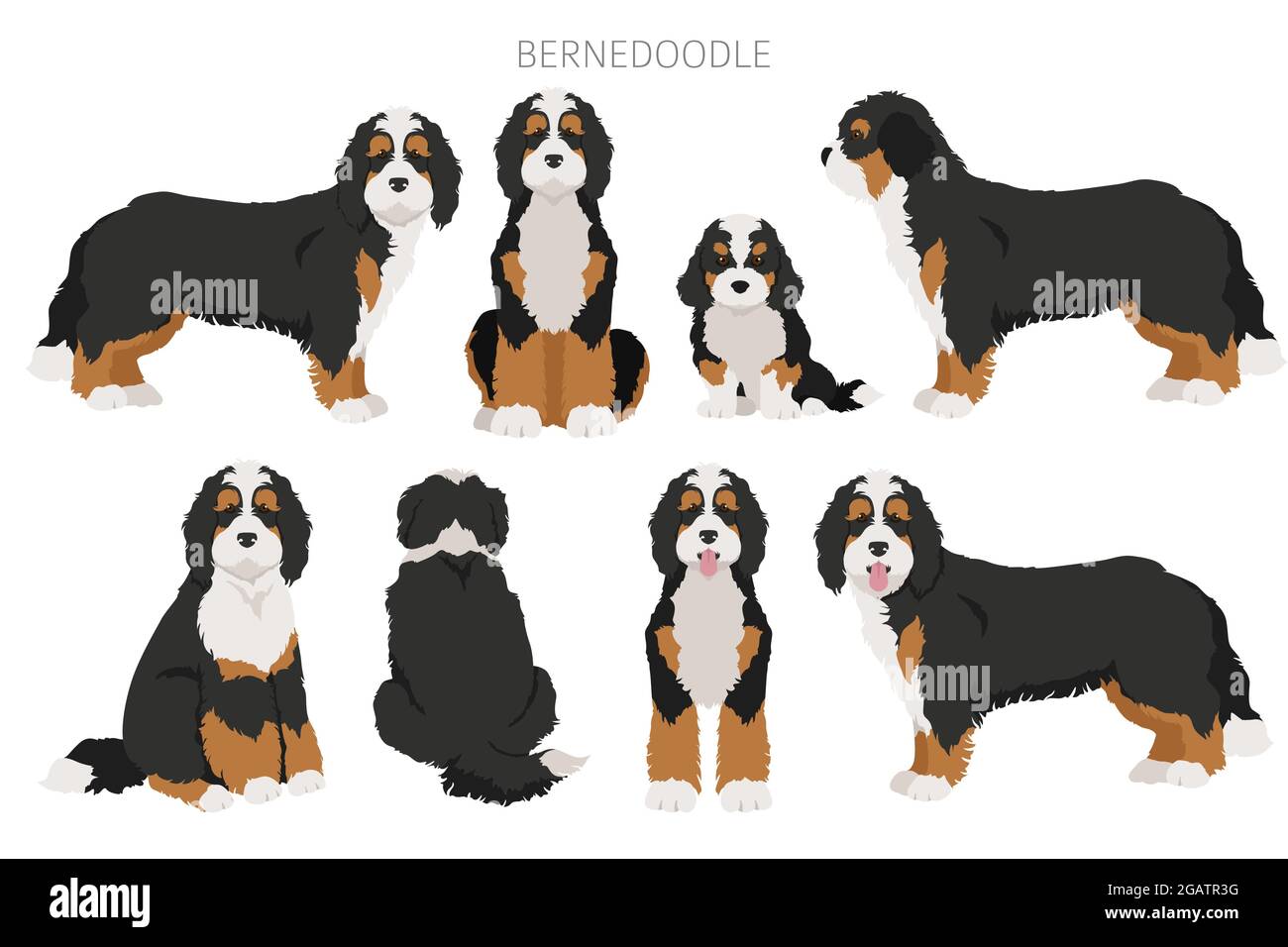 Bernedoodle mix di razza clipart. Diversi colori del cappotto e set di pose. Illustrazione vettoriale Illustrazione Vettoriale