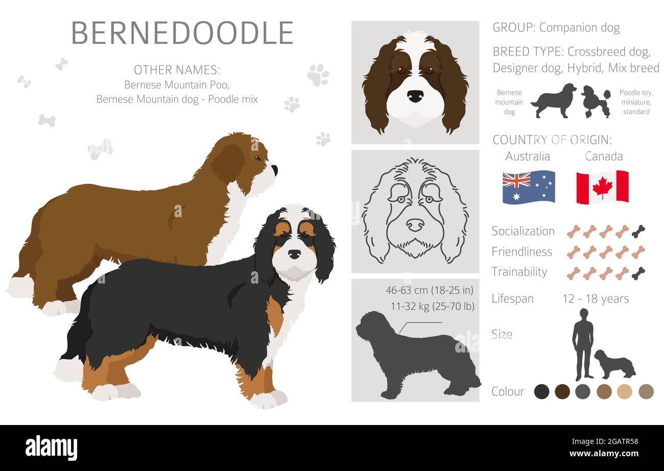 Bernedoodle mix di razza clipart. Diversi colori del cappotto e set di pose. Illustrazione vettoriale Illustrazione Vettoriale