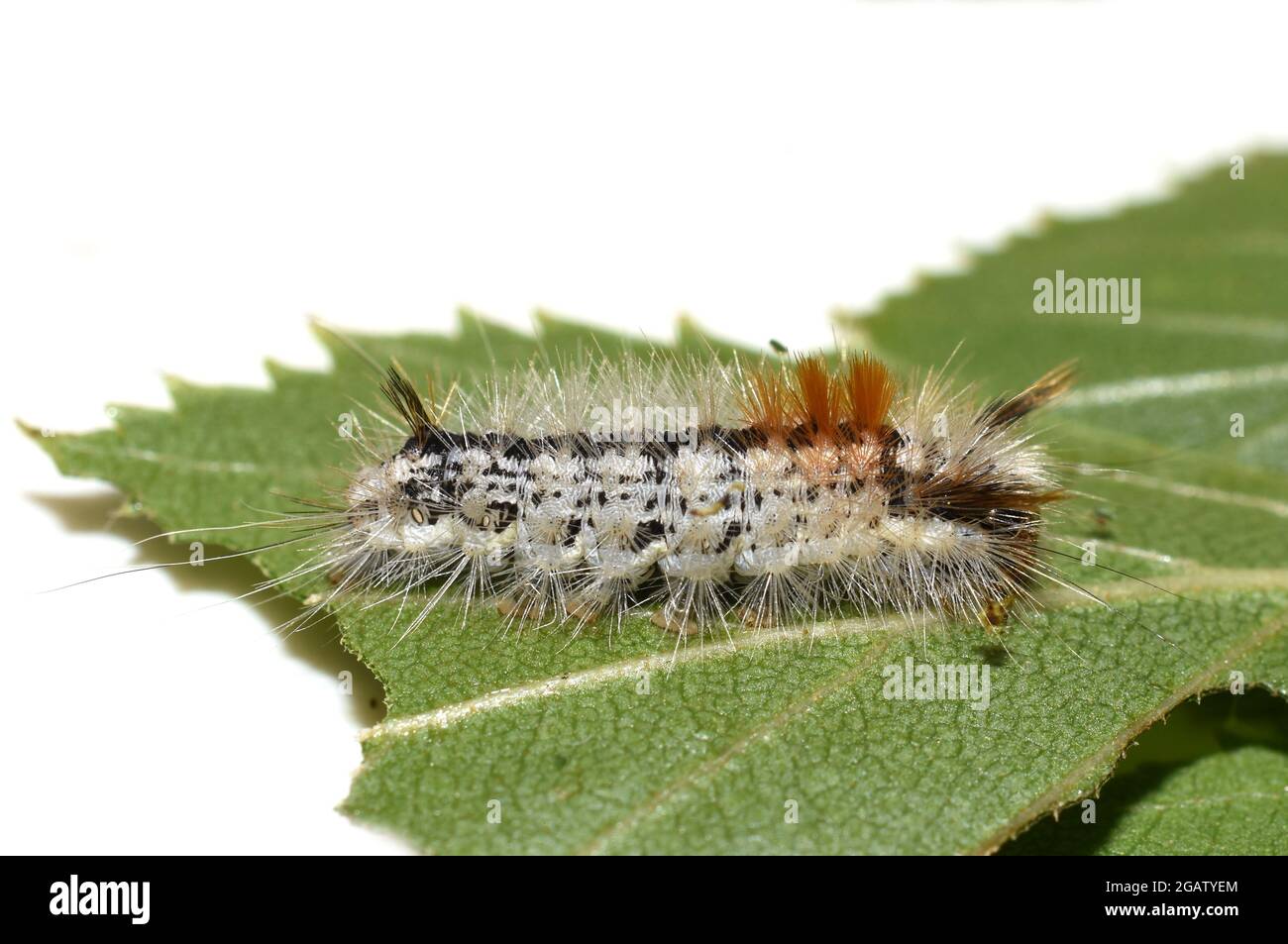 Noce-albero tussock larva Cococasia coryli su una foglia verde Foto Stock