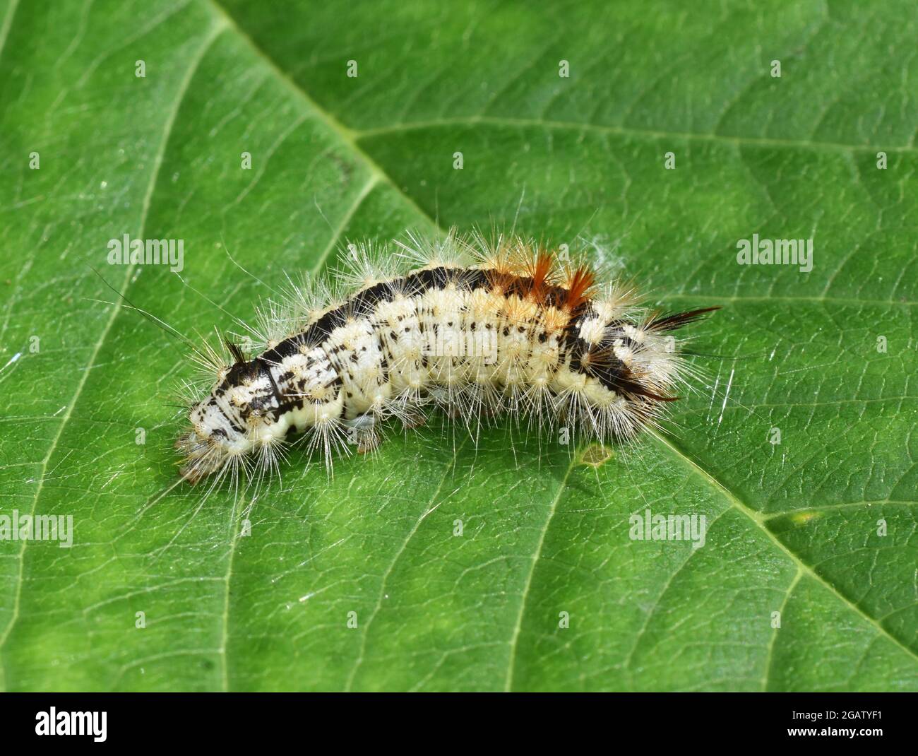 Noce-albero tussock larva Cococasia coryli su una foglia verde Foto Stock