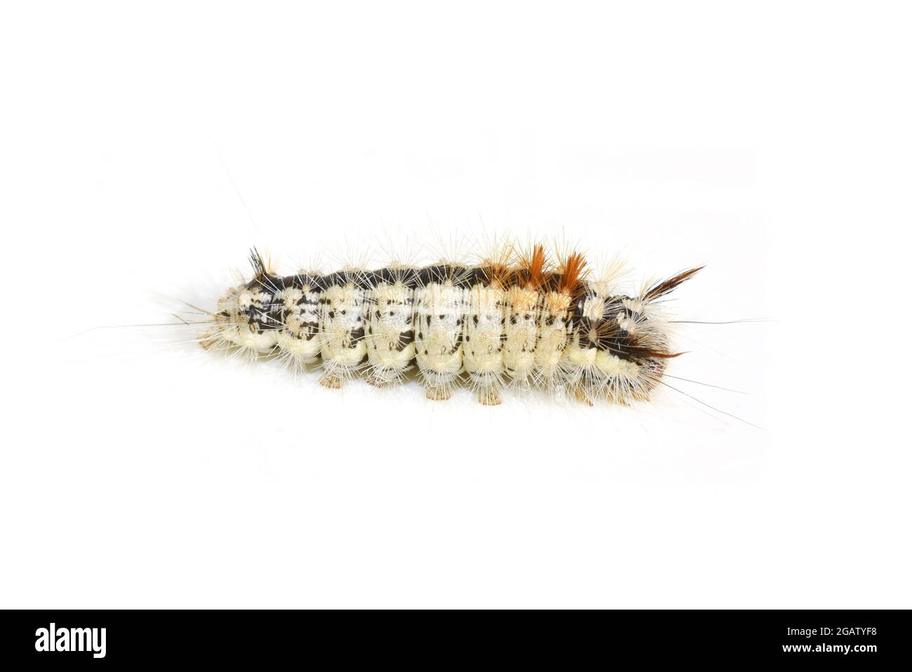 Noce-albero tussock larva Cococasia coryli isolato su sfondo bianco Foto Stock