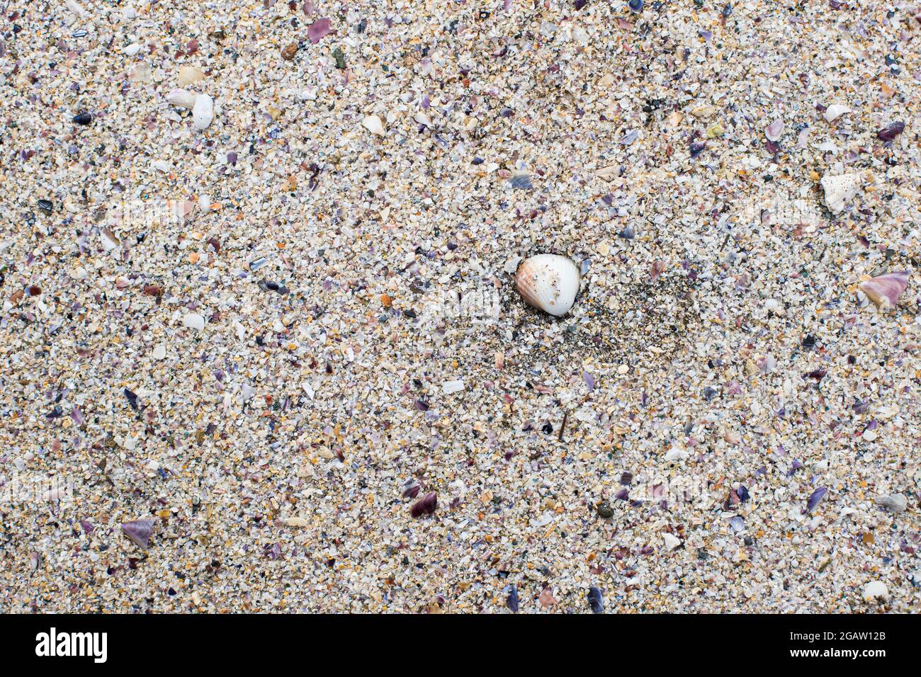 Sabbia texture spiaggia messa a fuoco in una conchiglia marina circondata da molti piccoli frammenti di conchiglia e grani di sabbia. Foto Stock