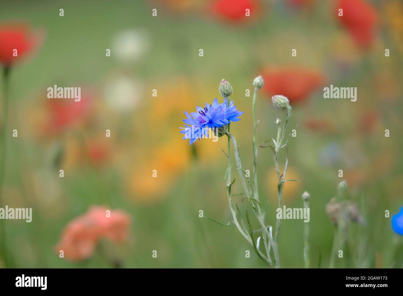 Campi di papavero con fiori di mais blu Foto Stock