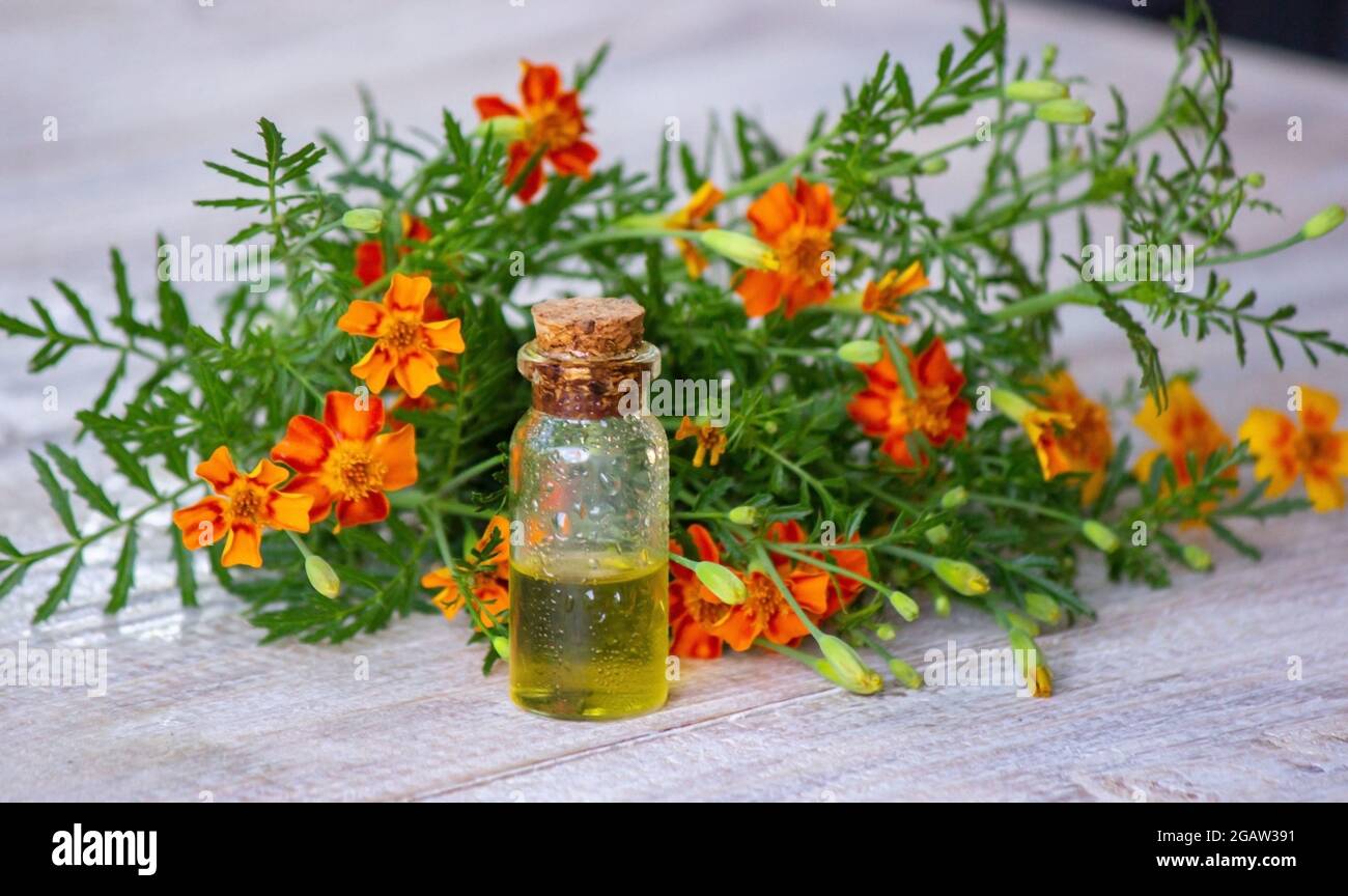 olio di marigold oli essenziali, natura. Messa a fuoco selettiva Foto Stock