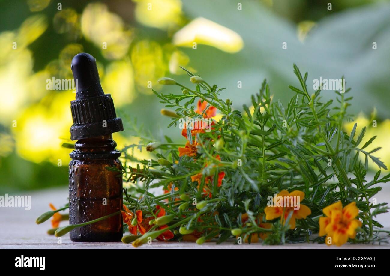 olio di marigold oli essenziali, natura. Messa a fuoco selettiva Foto Stock