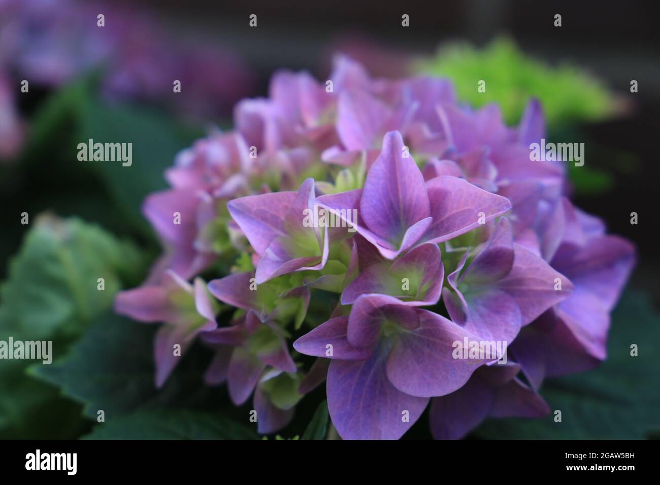 bella fioritura multicolore idrangee in rosa e viola primo piano in un giardino Foto Stock