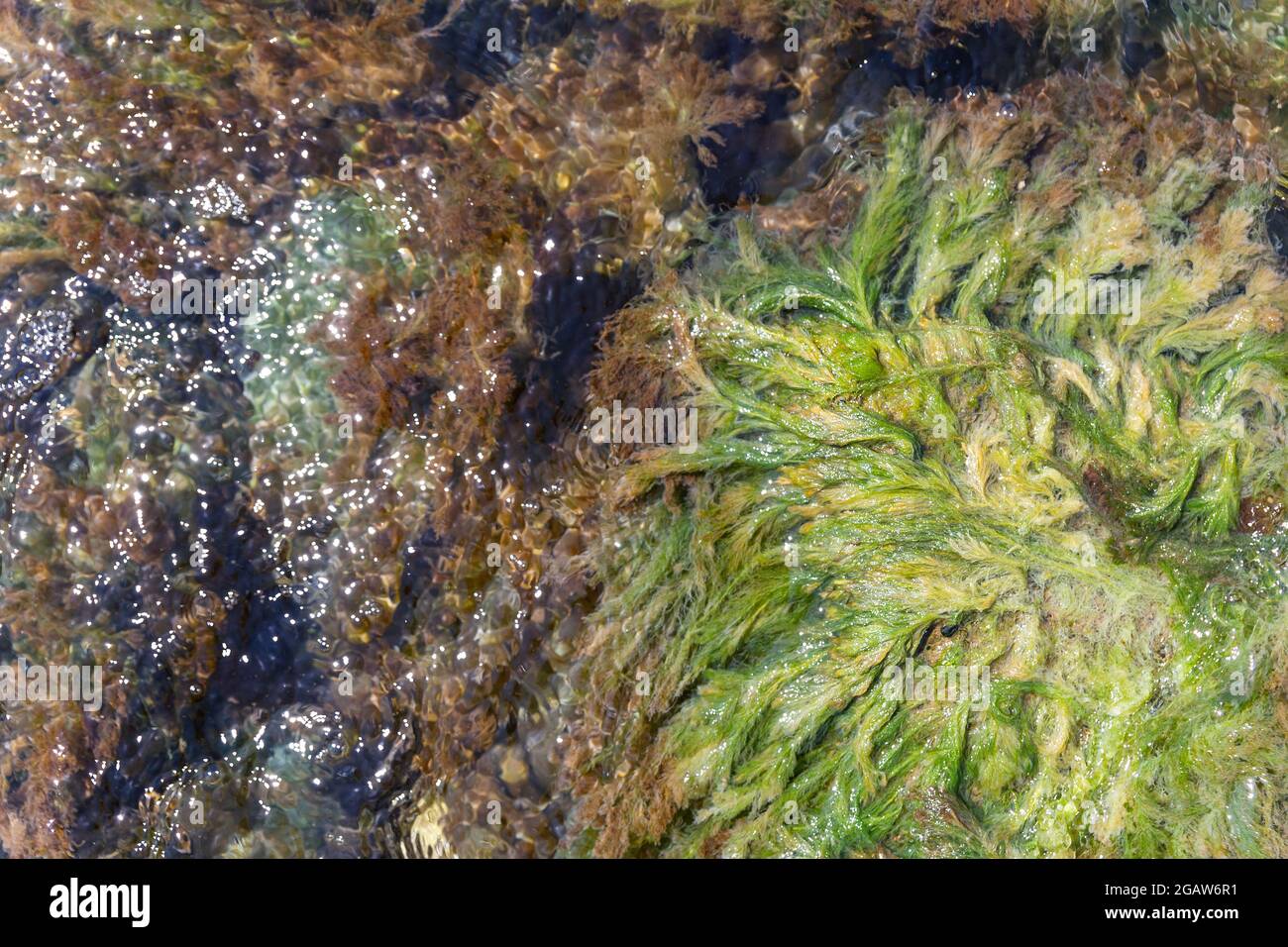 Muschio di mare su una roccia che oscilla in acqua salata, vista dall'alto. Ingrediente per la preparazione di cosmetici per la cura della pelle e integratori nutrizionali. Una fonte di magnesio Foto Stock