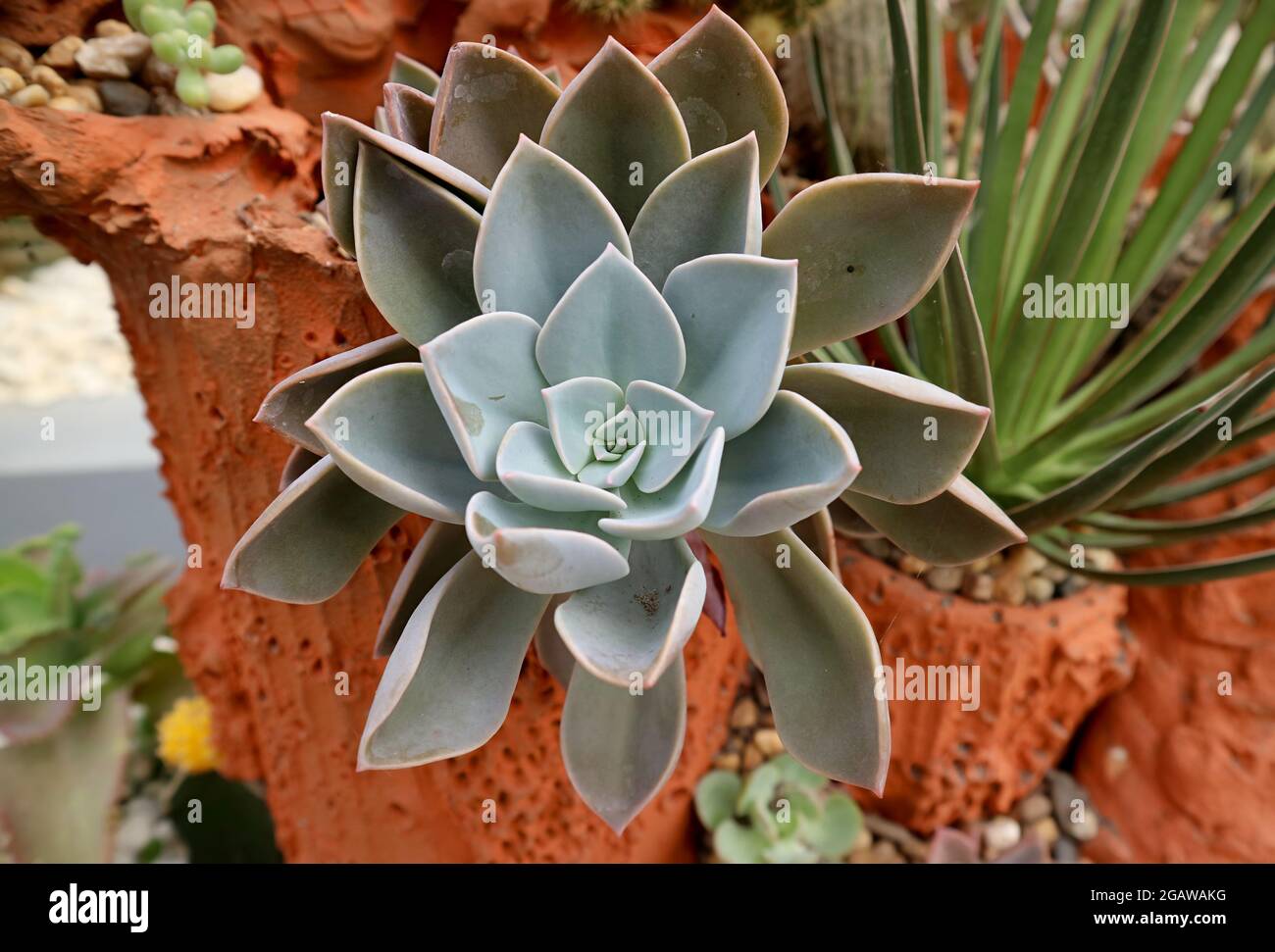 Closeup una splendida Echeveria Atlantis in Potted in Backyard Foto Stock