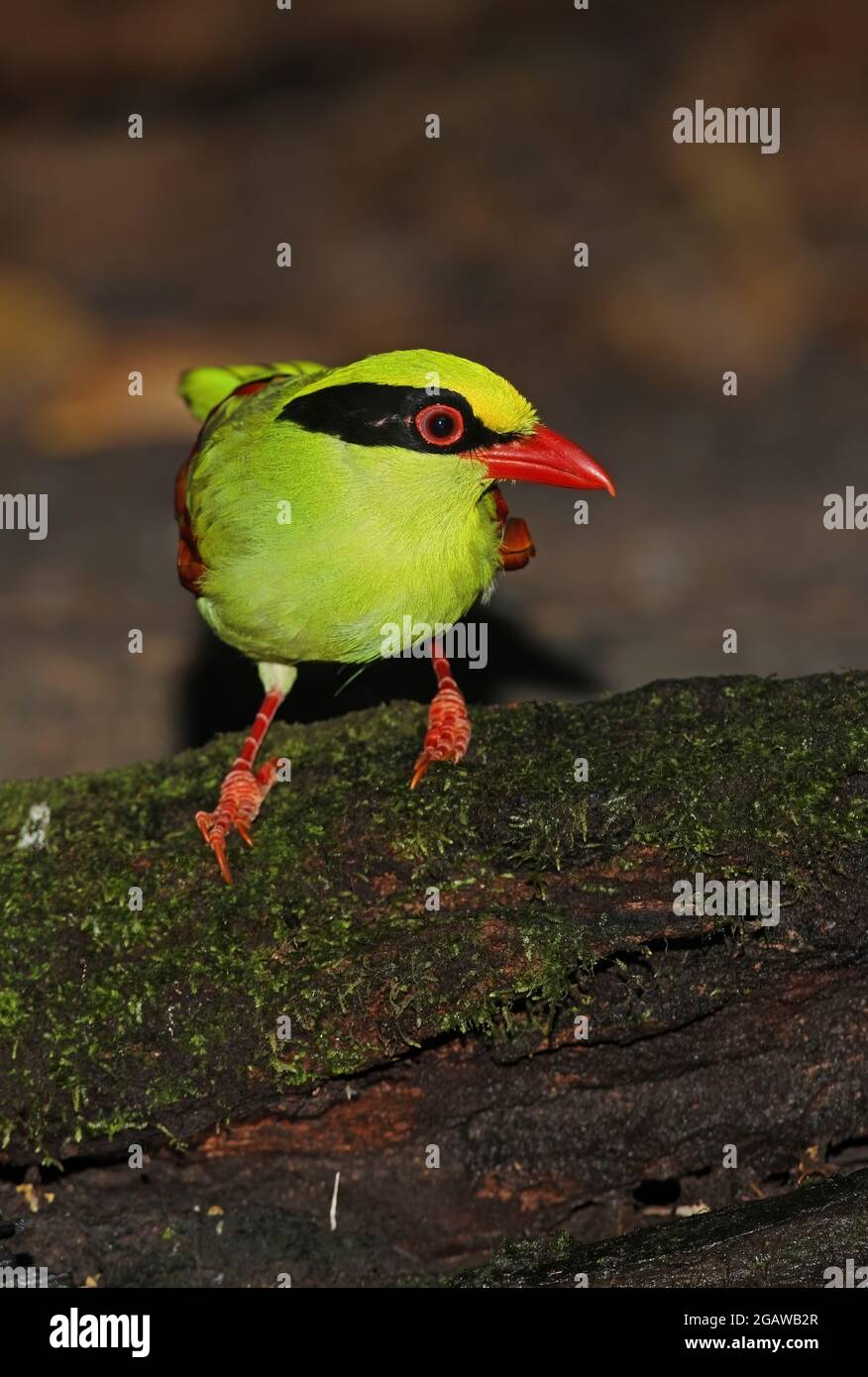 Comune Green Magpie (Cissa chinensis chinensis) adulto in piedi presso la piscina forestale Kaeng Krachan, Thailandia Novembre Foto Stock