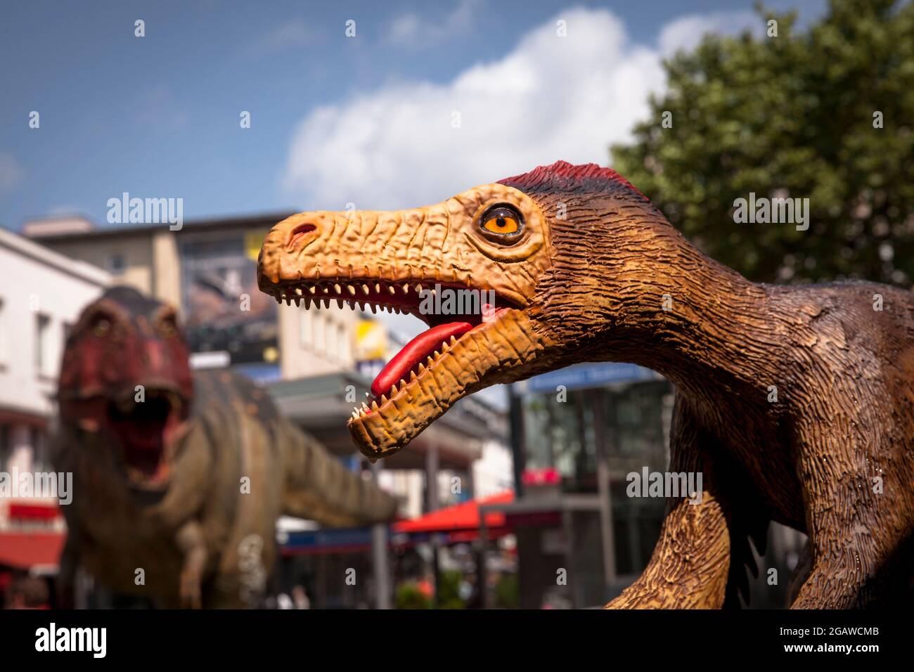 Modelli di dinosauri a grandezza naturale esposti in varie località del centro di Bochum, qui: Velociraptor e sullo sfondo Tyrannosaurus, Nord Foto Stock