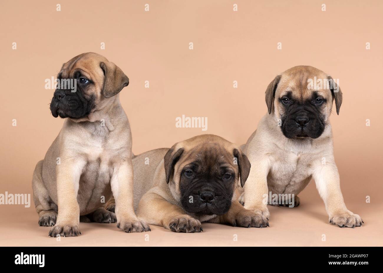 Tre cuccioli di cani da mastiff toro isolati su uno sfondo beige Foto Stock