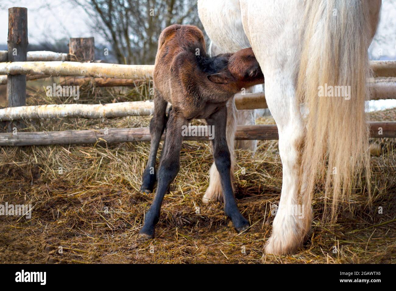 Il piccolo foal succhia il latte dal mare nella stalla. Foto Stock