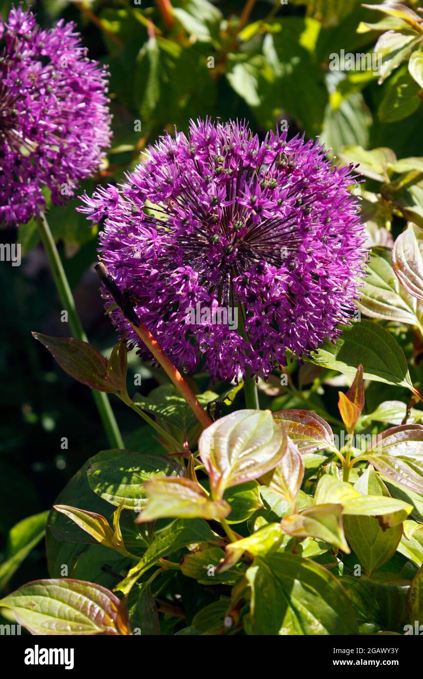 ALLIUM viola sensazione Foto Stock