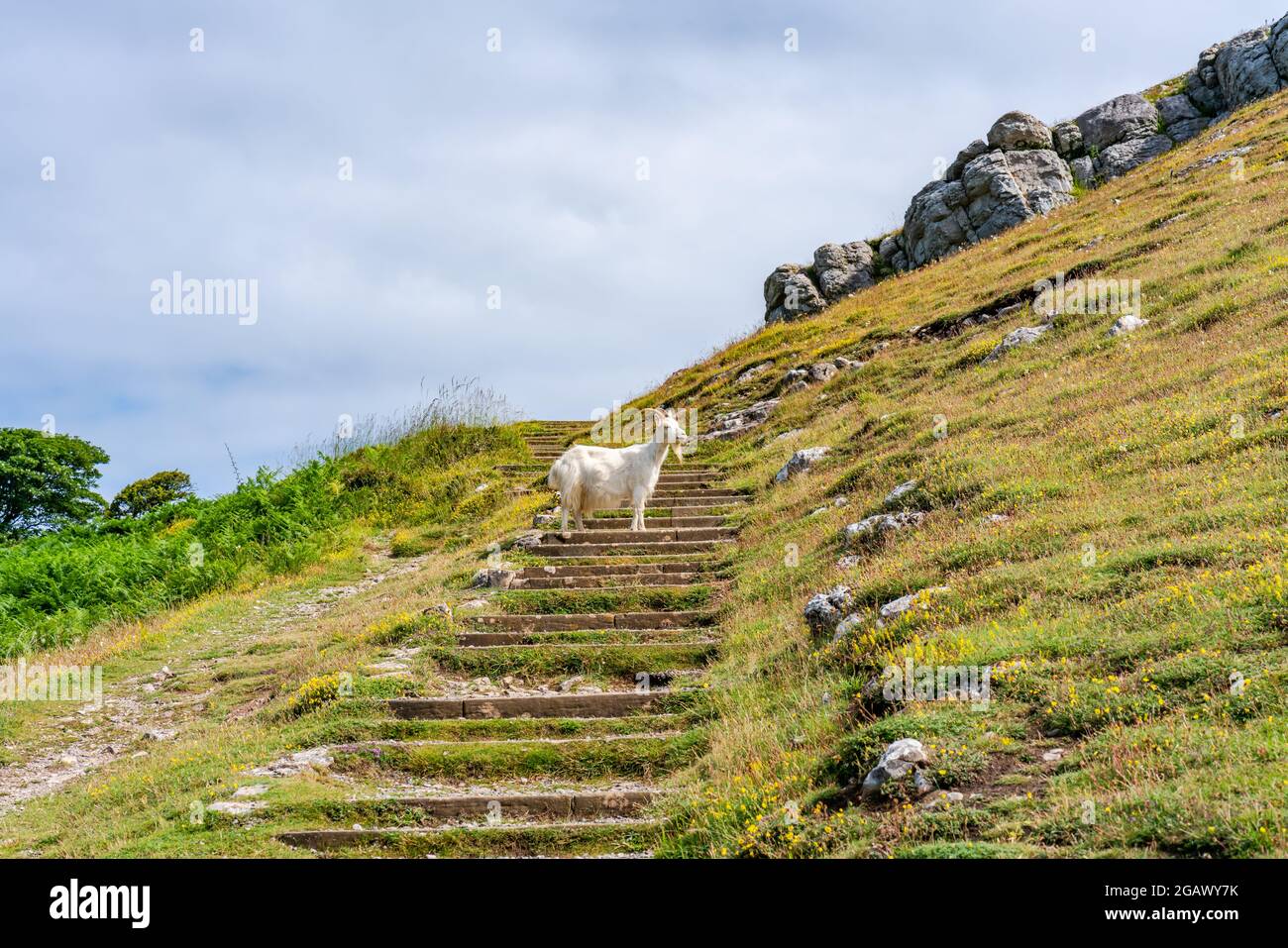 Una capra su Great Orme, Llandudno, Galles. Messa a fuoco selettiva Foto Stock