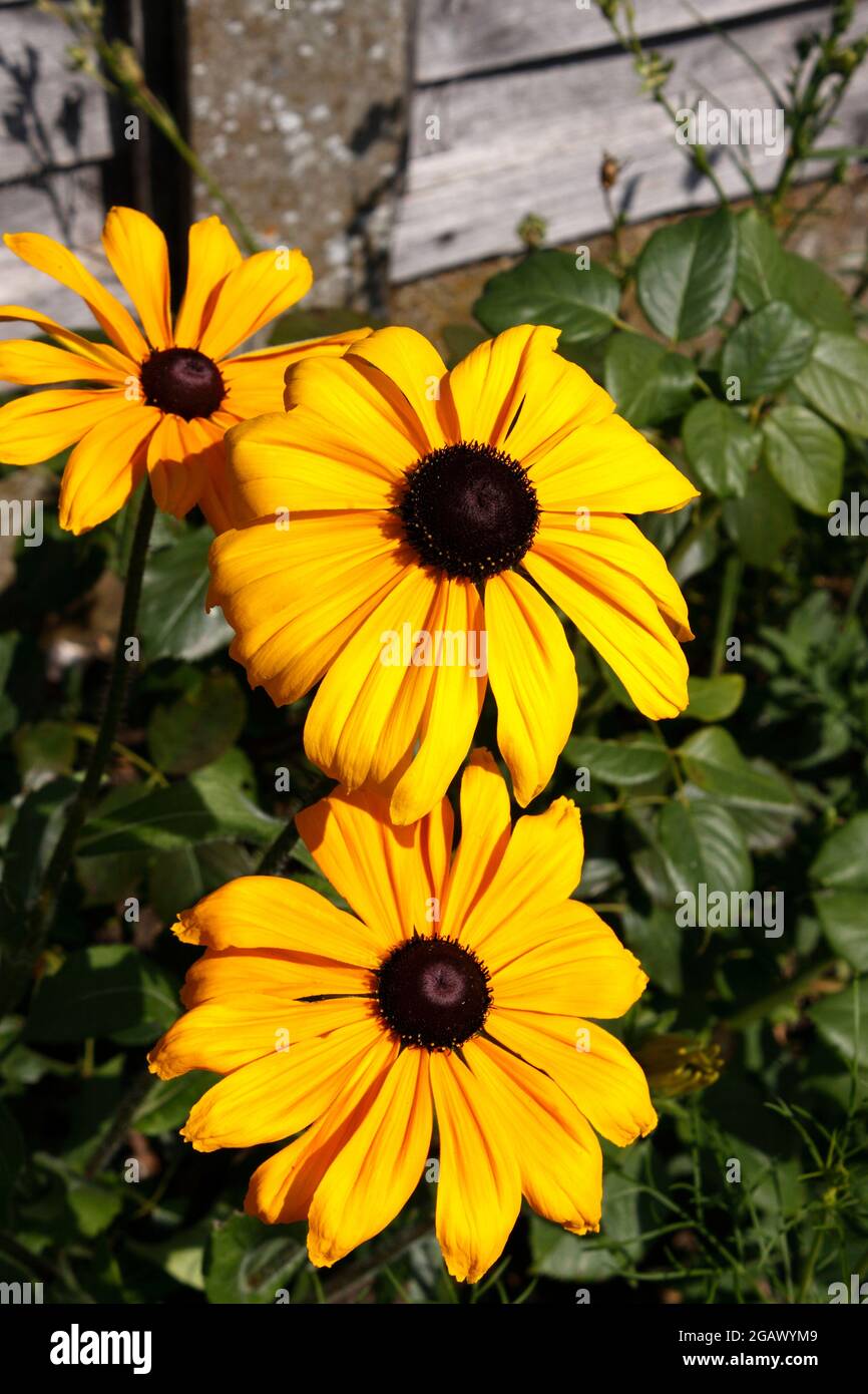 RUDBECKIA HIRTA. ESTATE INDIANA. CONEFLOWER Foto Stock