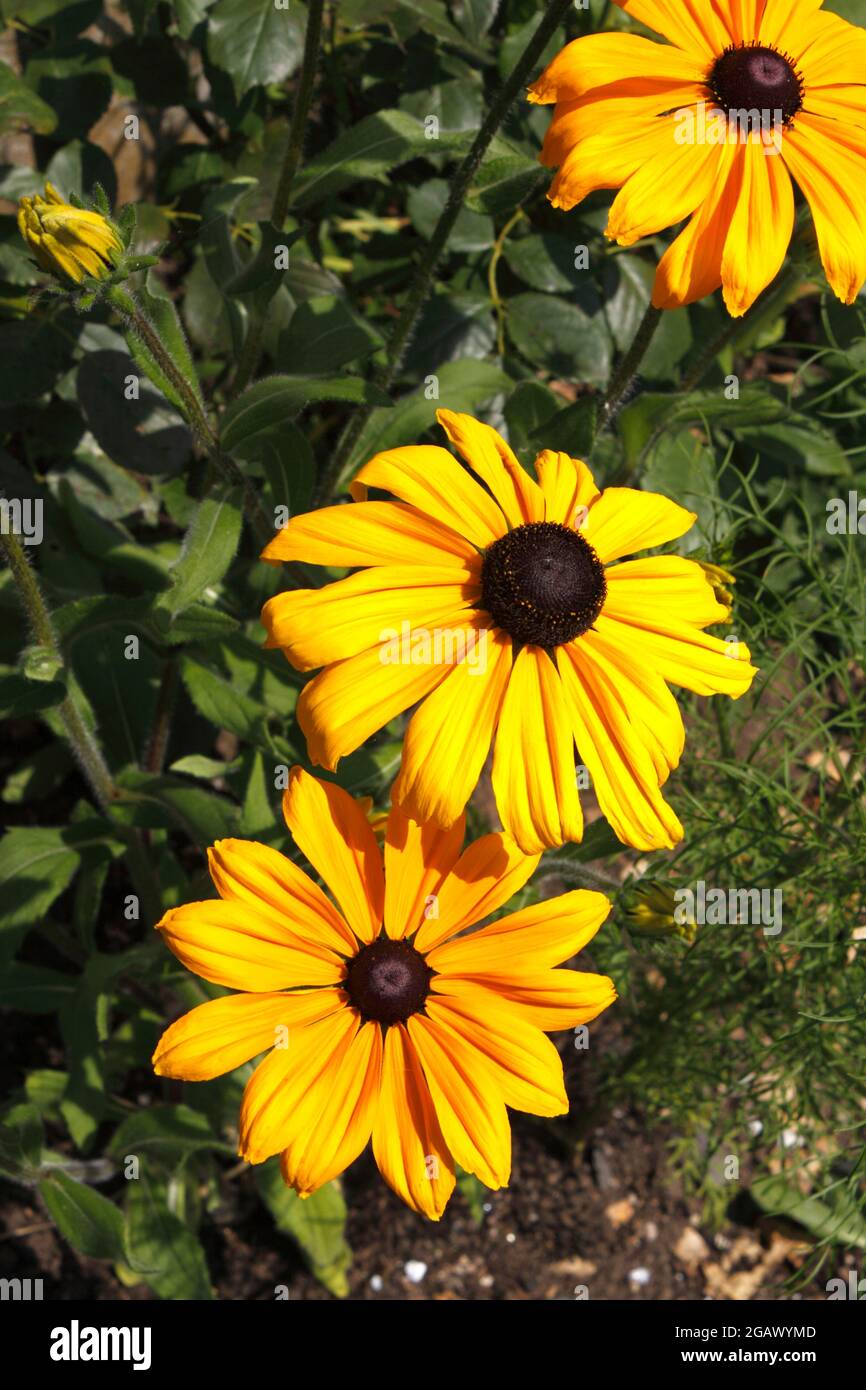 RUDBECKIA HIRTA. ESTATE INDIANA. CONEFLOWER Foto Stock
