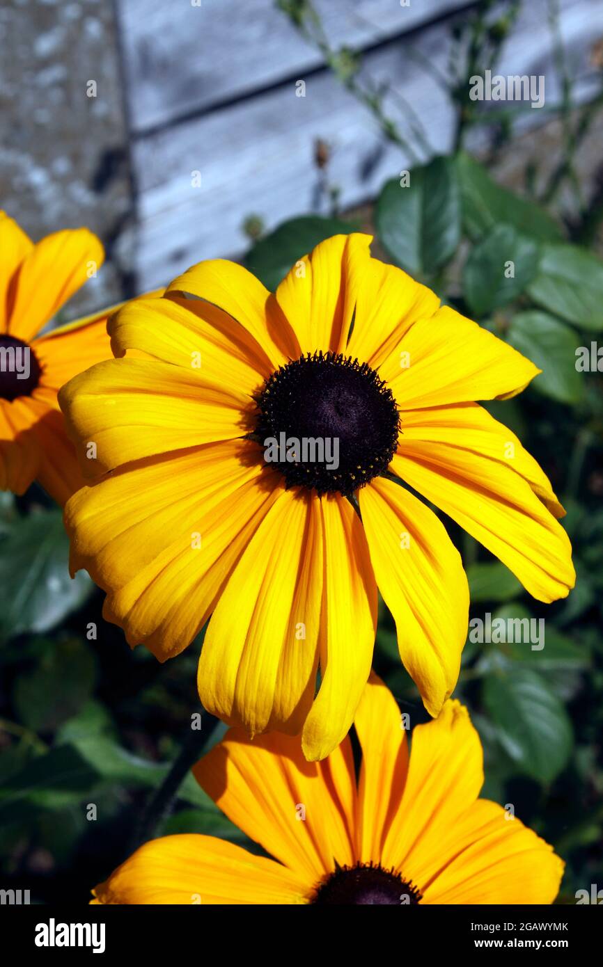 RUDBECKIA HIRTA. ESTATE INDIANA. CONEFLOWER Foto Stock