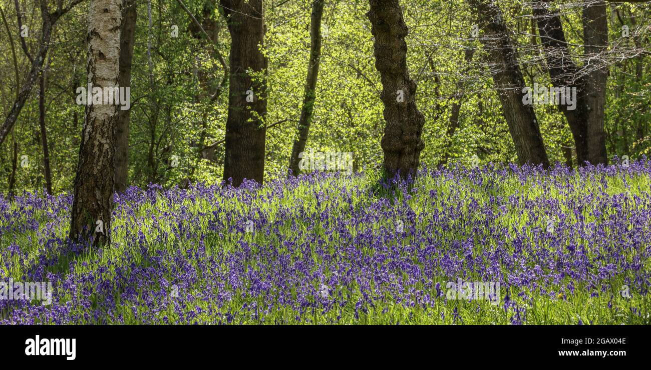 Bluebell Woods in Berkshire, England - Hyacinthoides non-scripta - Italian Bluebells Foto Stock