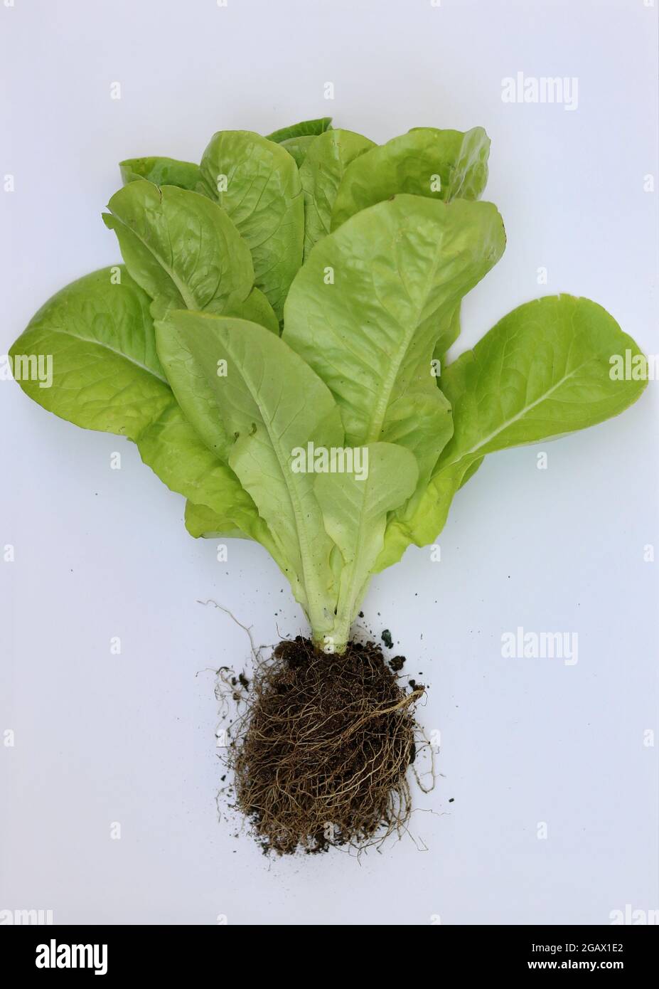 Lattuga coltivata in casa con radici nel suolo attaccate con copyspace Foto Stock