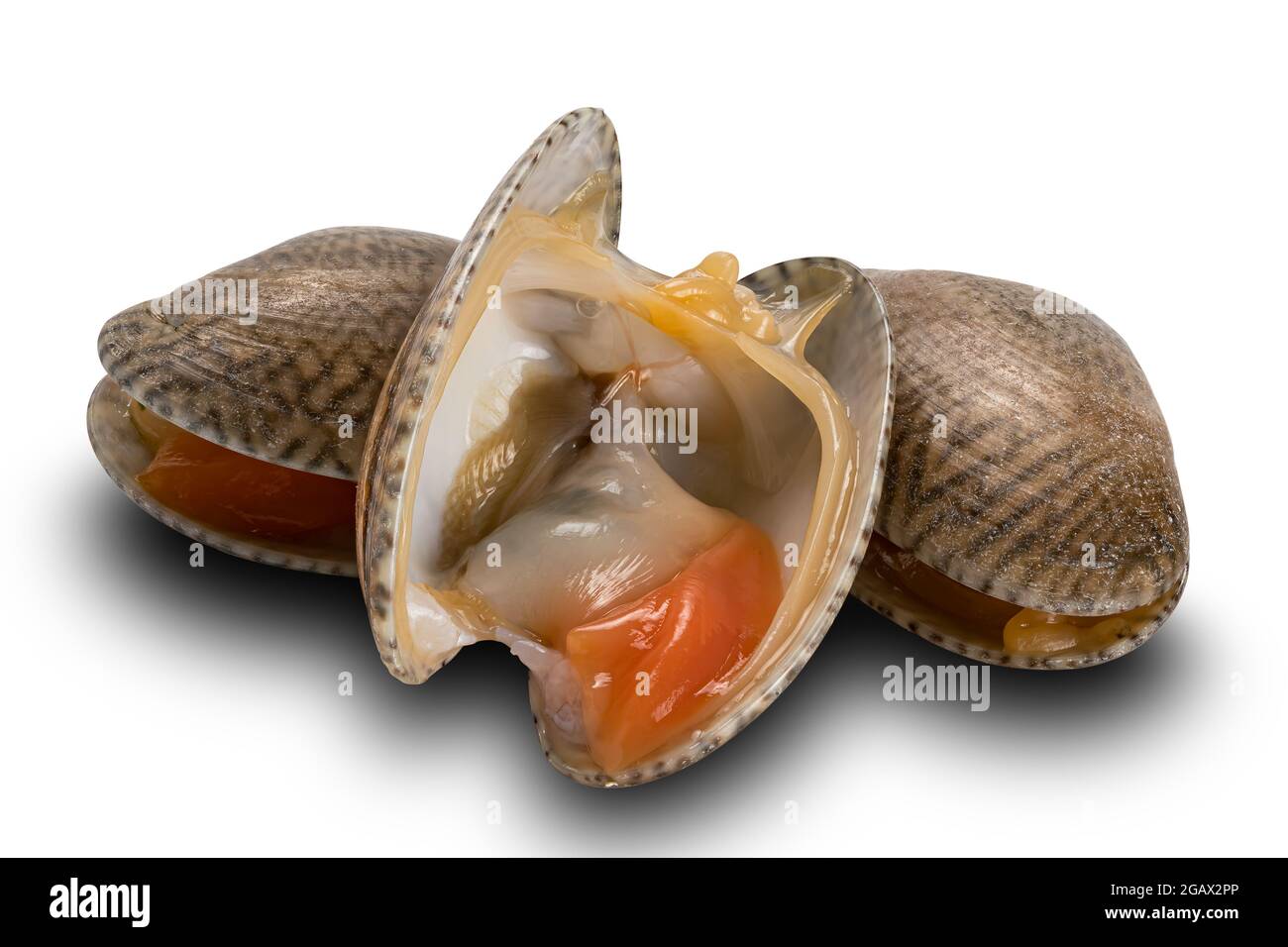 Vista closeup di vongole aperte e chiuse, vongole per tappeti, vongole a collo corto, vongole per bambini su sfondo bianco con percorso di ritaglio. Foto Stock