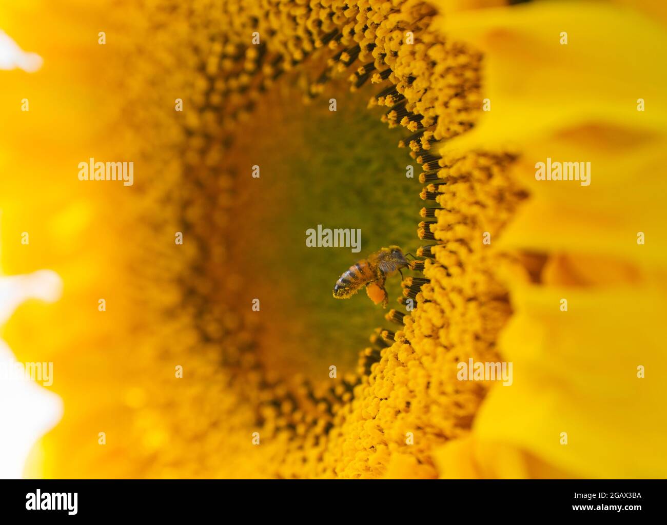 Un'ape raccoglie polline da un girasole in un giardino in Inghilterra Foto Stock