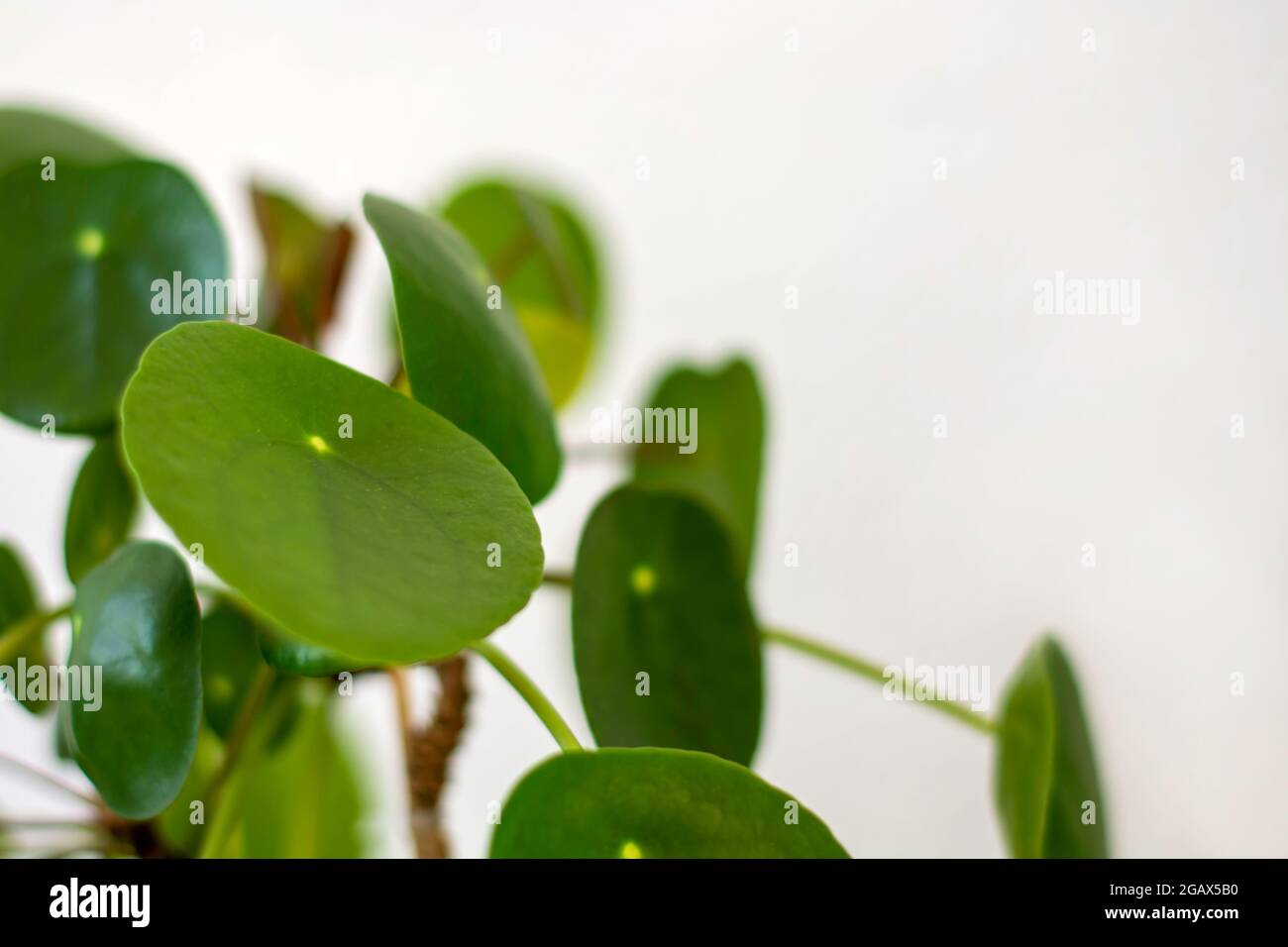 Primo piano di pilea peperomioides pianta domestica. Chinese Money Plant, Ufo Plant o Pancake Plant. Spazio per il testo. Foto Stock