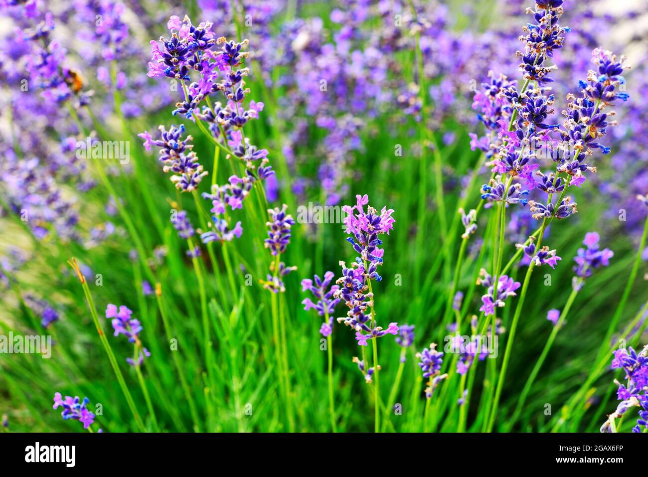 Campo lavanda in vendita san Giovanni cuneo Italia Foto Stock