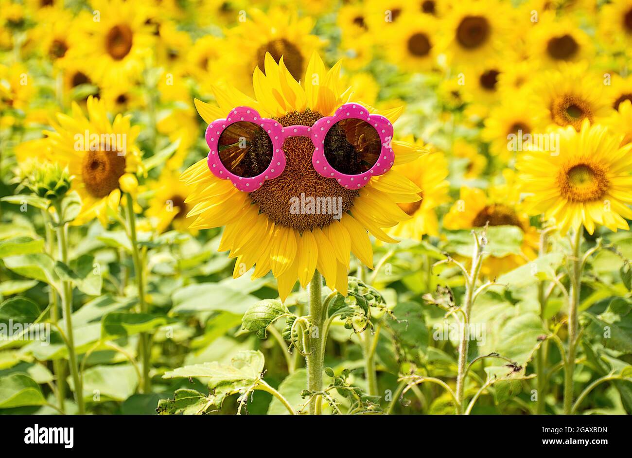 Occhiali da sole rosa su girasole in un campo di girasole del Michigan Foto Stock