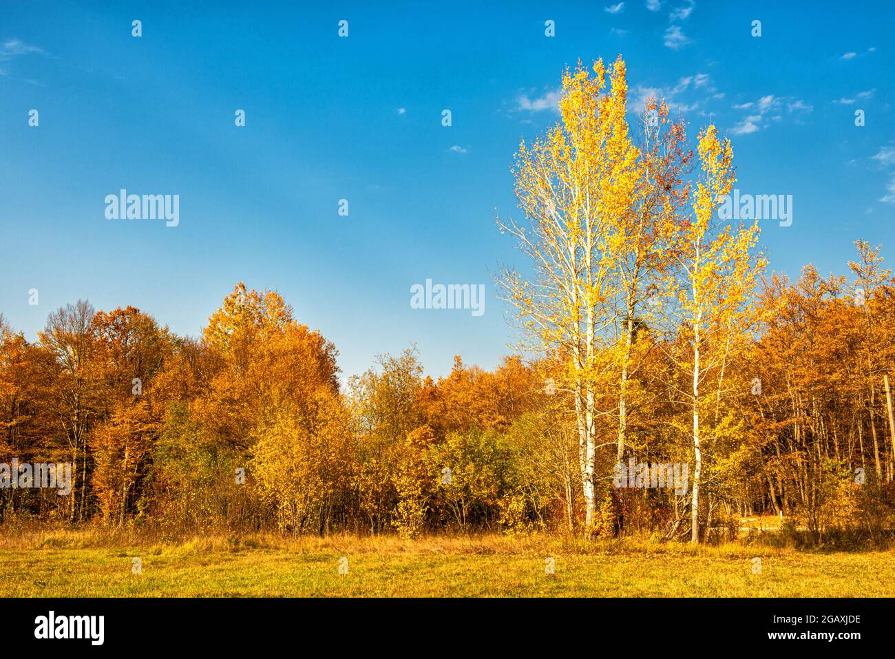 Il bordo della foresta con alberi di betulla in autunno Foto Stock