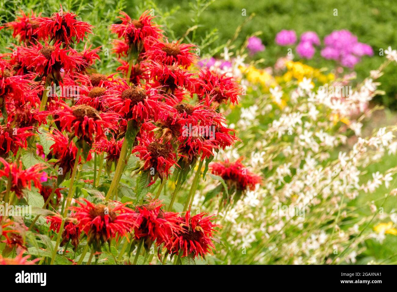 Red Monarda 'Cambridge Scarlet' giardino Gaura phlox fiori misti letto di fiori Foto Stock
