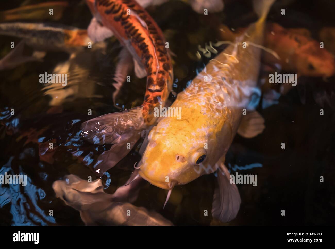 corpo di carpa di koi gialla che nuota alla superficie dell'acqua Foto Stock