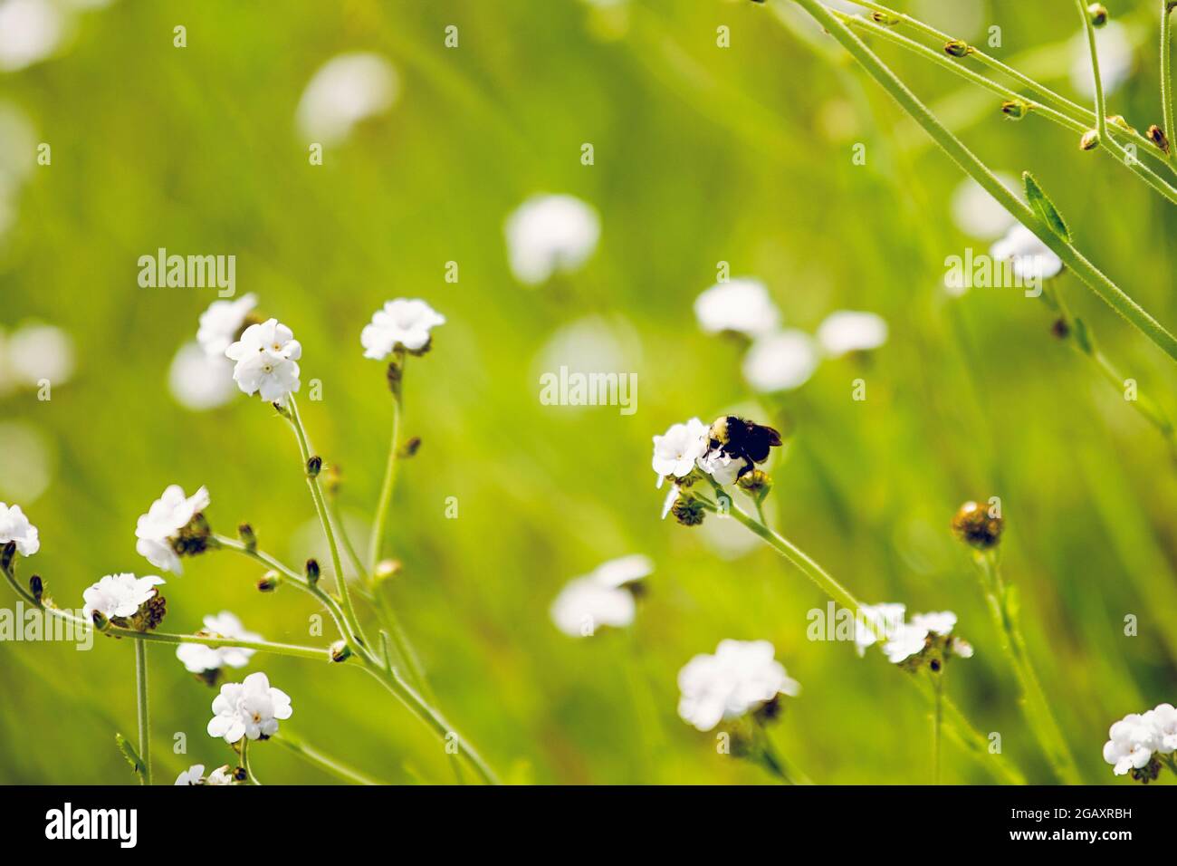 Bumblebee sul Foresthill divide Trail Foto Stock