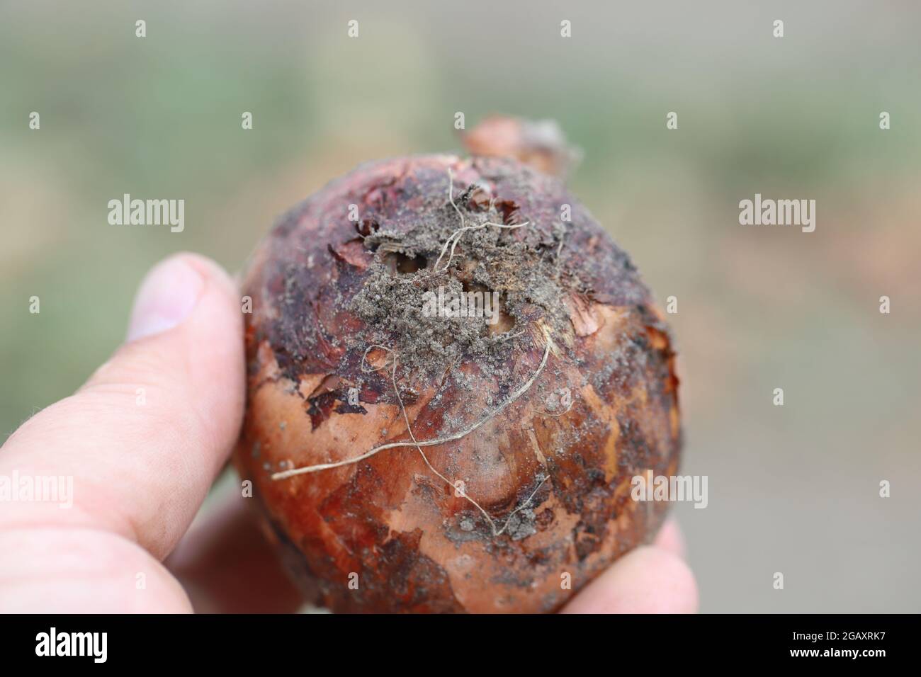 La cipolla danneggiata da Delia antiqua, comunemente conosciuta come la mosca della cipolla, è una specie cosmopolita di colture. Le larve o le magnate si nutrono di cipolle, aglio, ecc. Foto Stock