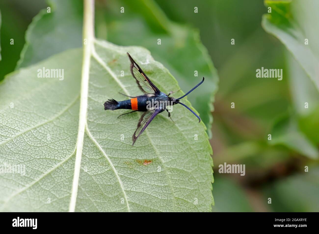 Synanthedon myopaeformis conosciuto come la falena di schiarimento della mela a cintura rossa - la peste dei frutteti della mela. Foto Stock