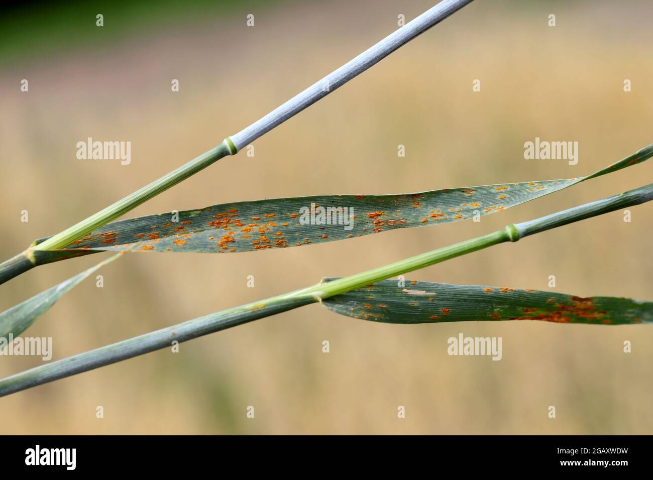 La ruggine del gambo, anche conosciuta come ruggine del cereale, ruggine nera, ruggine rossa o polvere rossa, è causata dal fungo Puccinia graminis, che causa la malattia significativa. Foto Stock