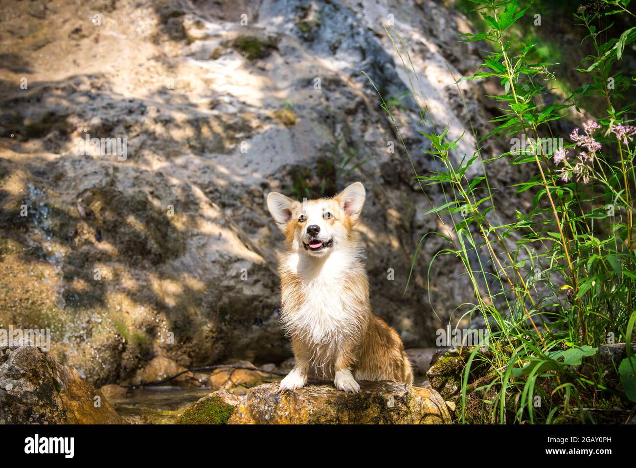 Corgi gallese in viaggio (Grünau im Almtal, alta Austria) Foto Stock