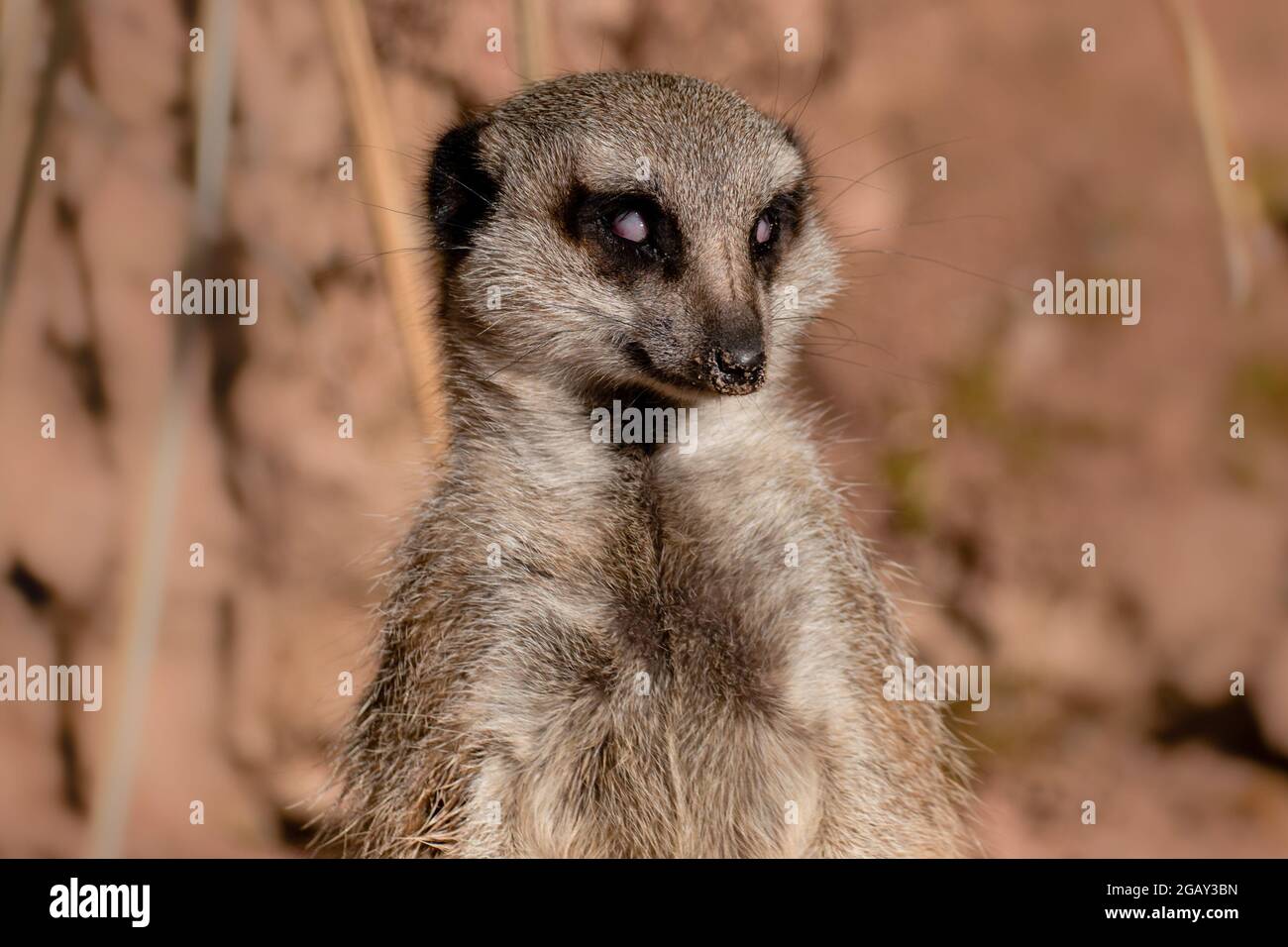Ritratto di un singolo meerkat che mostra la sua membrana di nictitating o la terza palpebra Foto Stock
