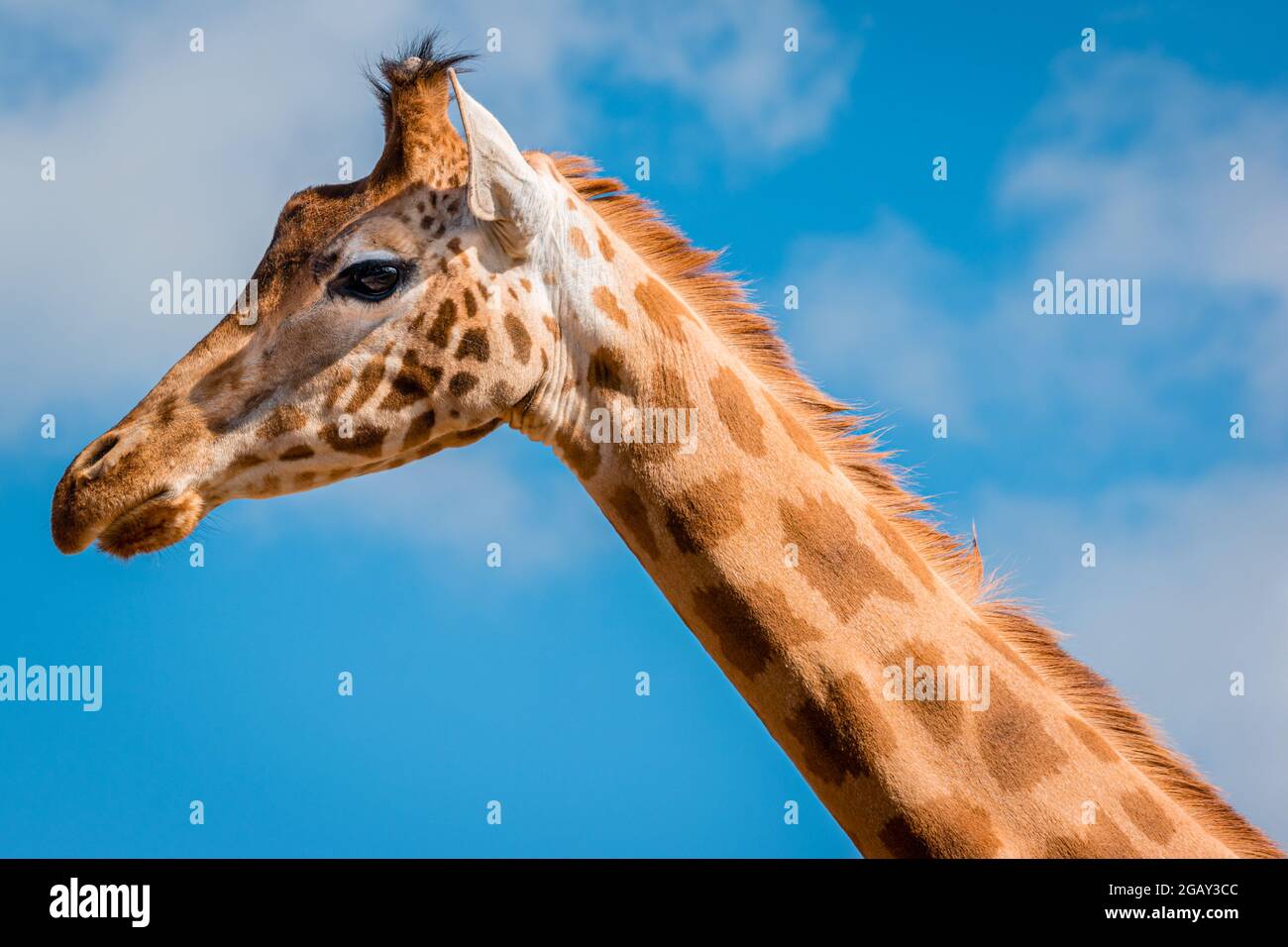 Collo e testa di una giraffa dal profilo perfetto contro il cielo Foto Stock