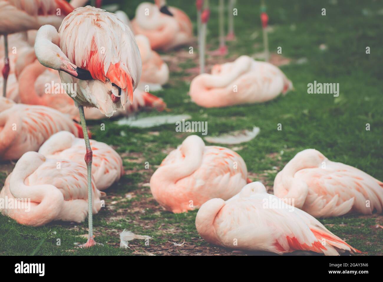 Un fenicottero cileno che cura piume rosa in un flamboyance Foto Stock